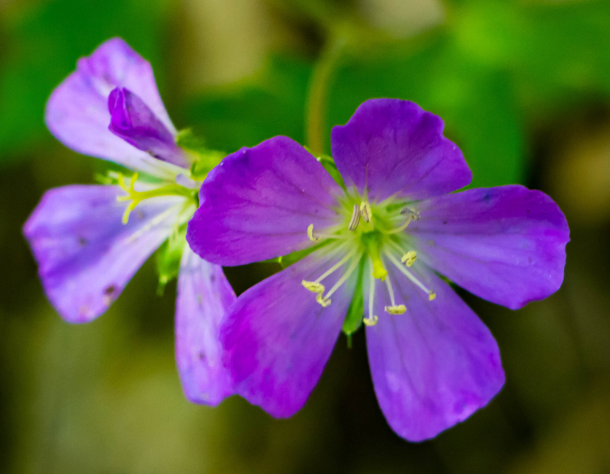 Canon EF-S 18-135mm F3.5-5.6 IS STM sample photo. Wildflower photography