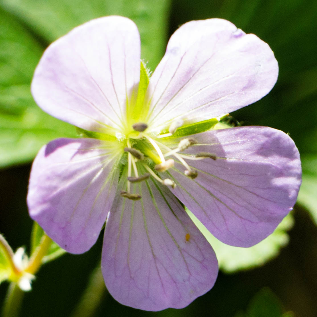Canon EF-S 18-135mm F3.5-5.6 IS STM sample photo. Wildflower photography