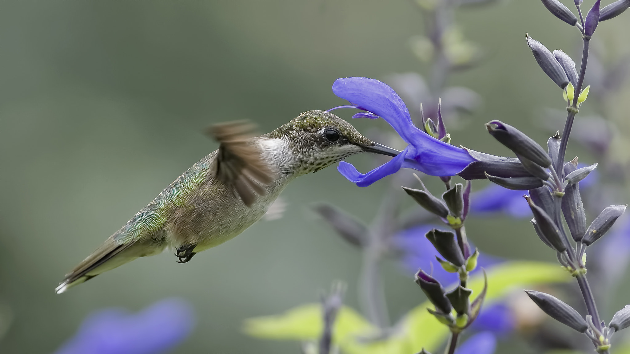 Nikon D7100 + Nikon AF Nikkor 24mm F2.8D sample photo. Nectar in the sage photography