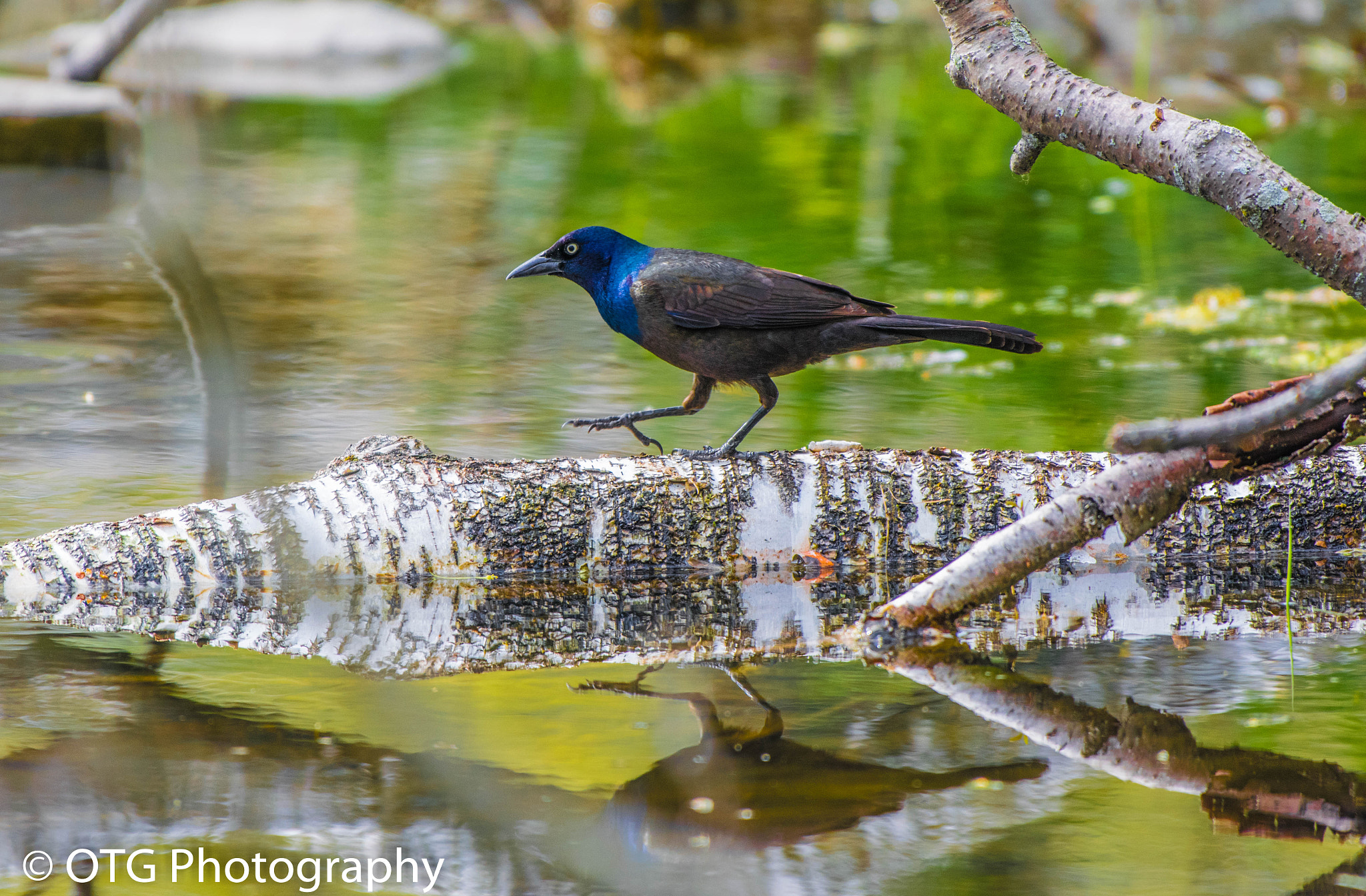 Nikon AF-S Nikkor 200-500mm F5.6E ED VR sample photo. Grackle walk on a log in the pond photography