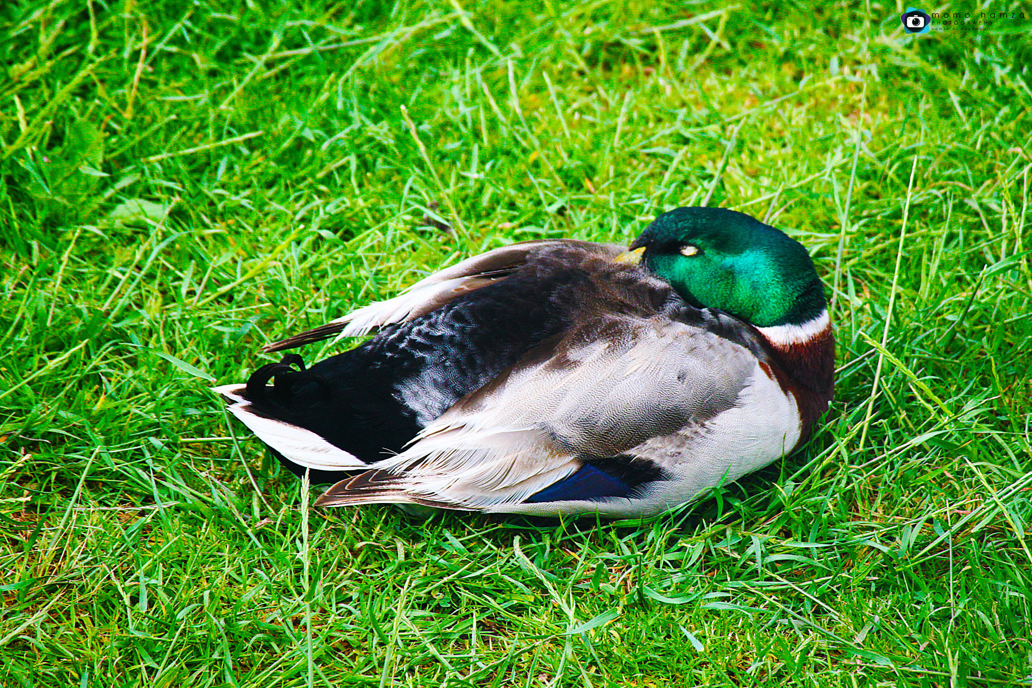 Canon EF 100-300mm f/5.6 sample photo. . .......  photography