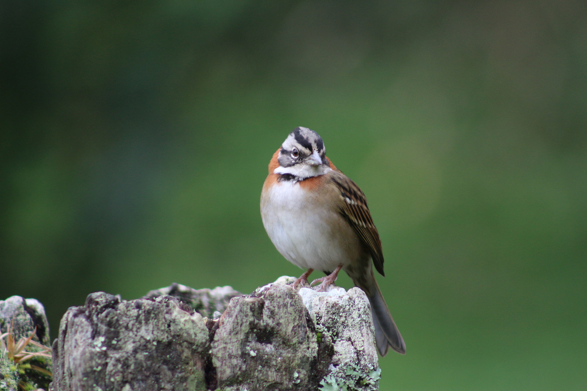 Canon EF 75-300mm f/4-5.6 USM sample photo. Campos do jordão () photography