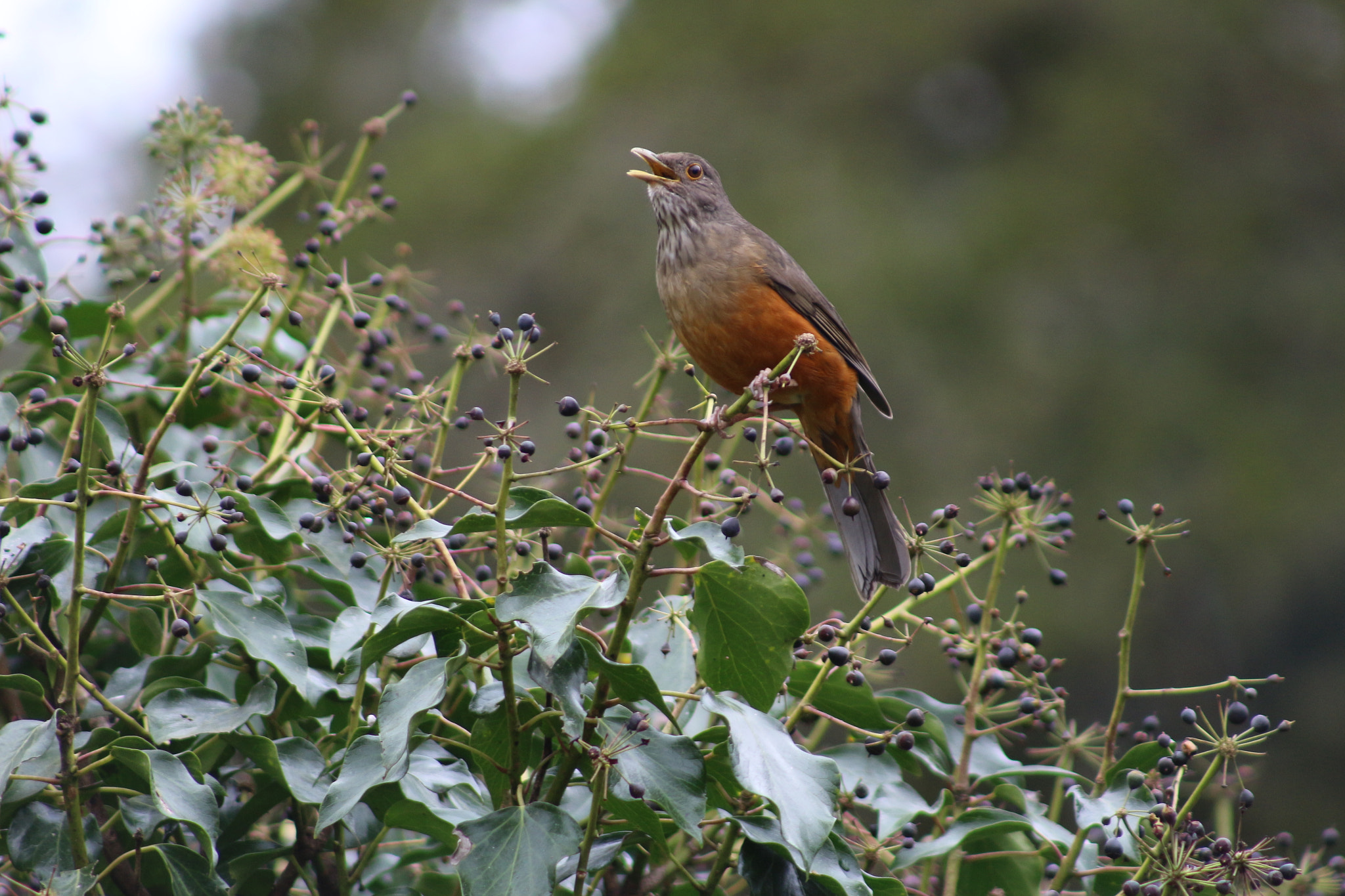 Canon EF 75-300mm f/4-5.6 USM sample photo. Campos do jordão () photography