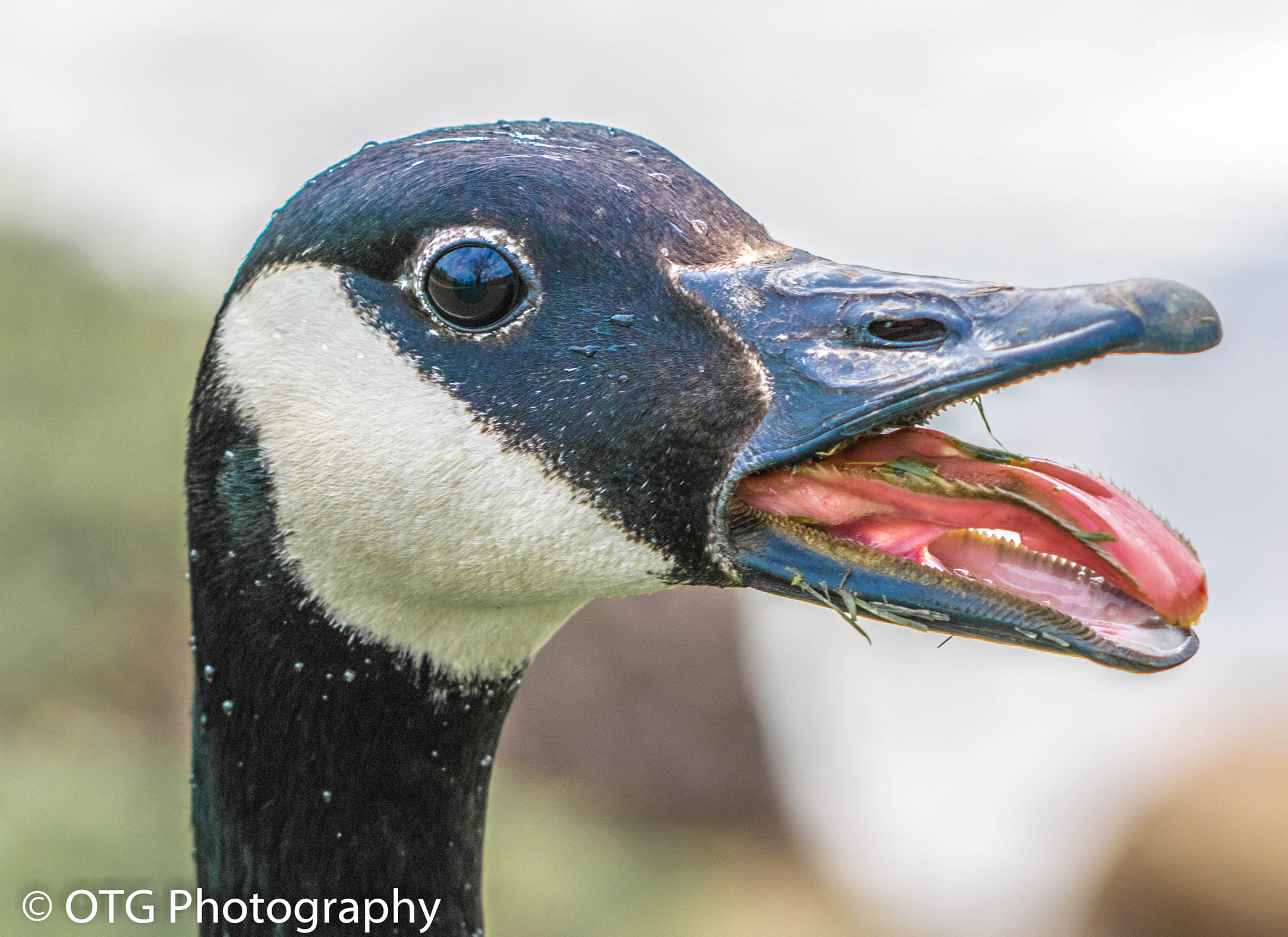 Nikon AF-S Nikkor 200-500mm F5.6E ED VR sample photo. Protecting the hatch photography