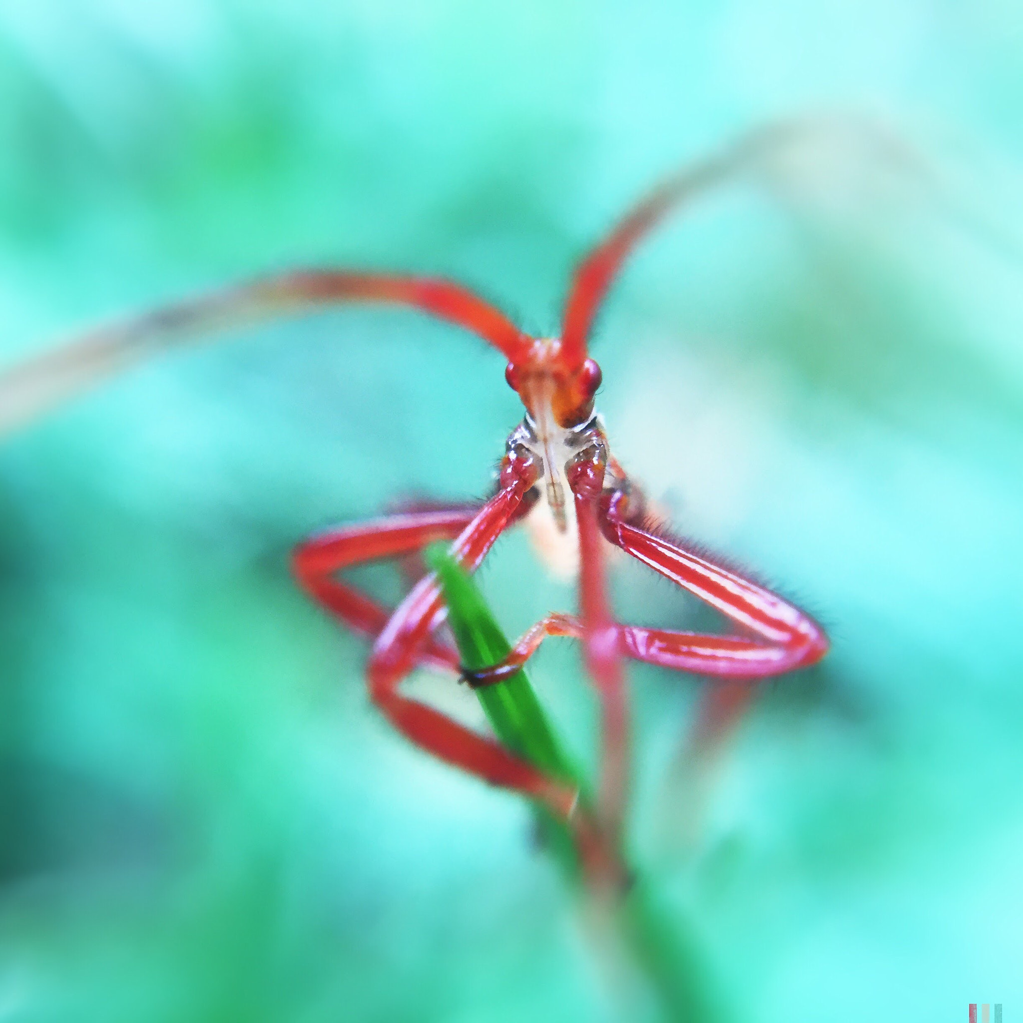 Hipstamatic 280 sample photo. An assassin bug photography