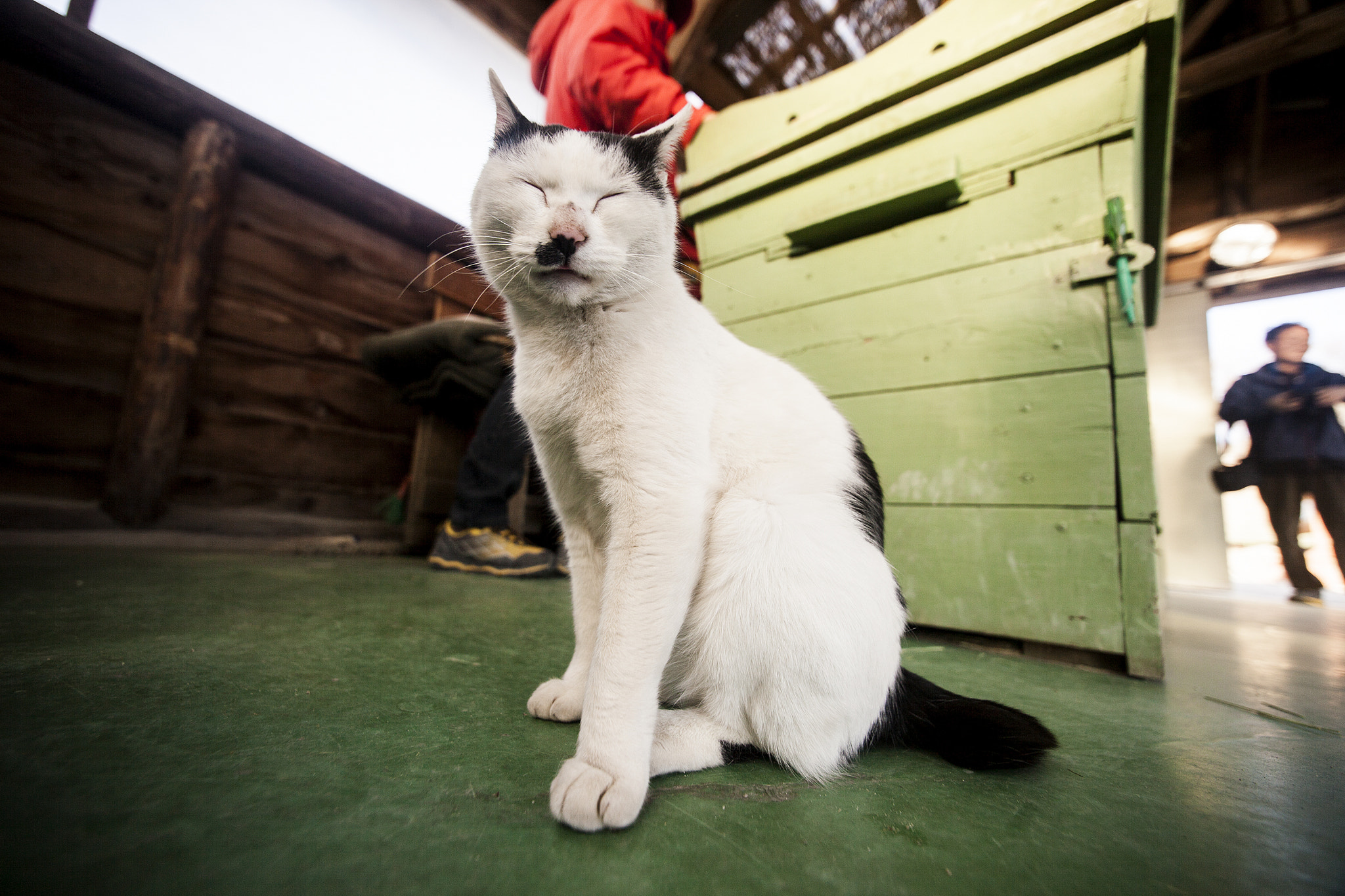 Sigma 14mm f/2.8 EX Aspherical HSM sample photo. The cat photography