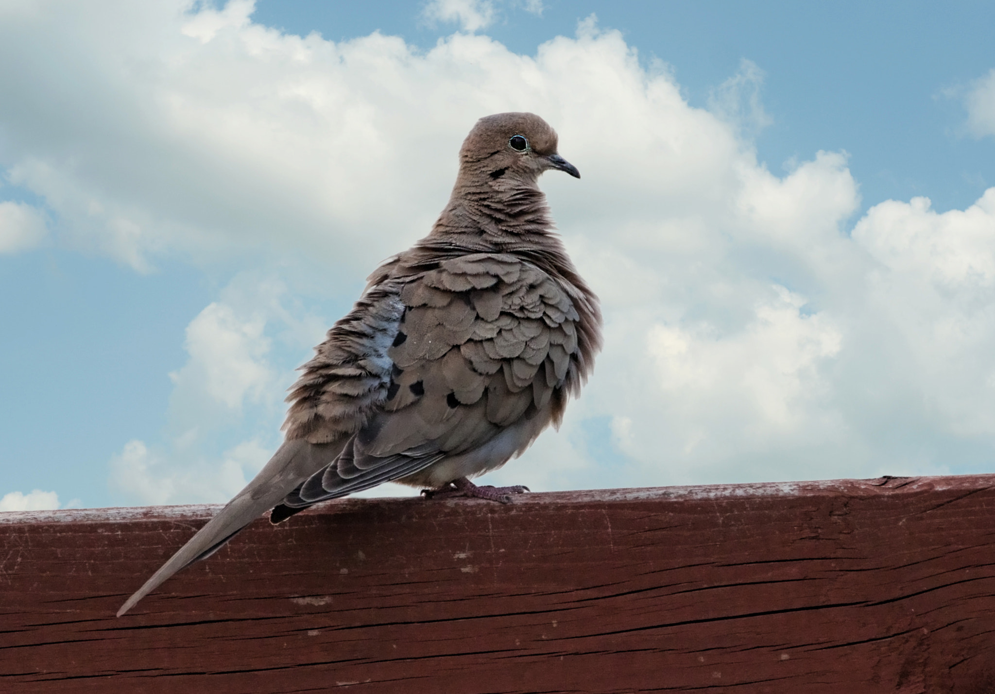 Tamron SP 150-600mm F5-6.3 Di VC USD sample photo. Dove photography