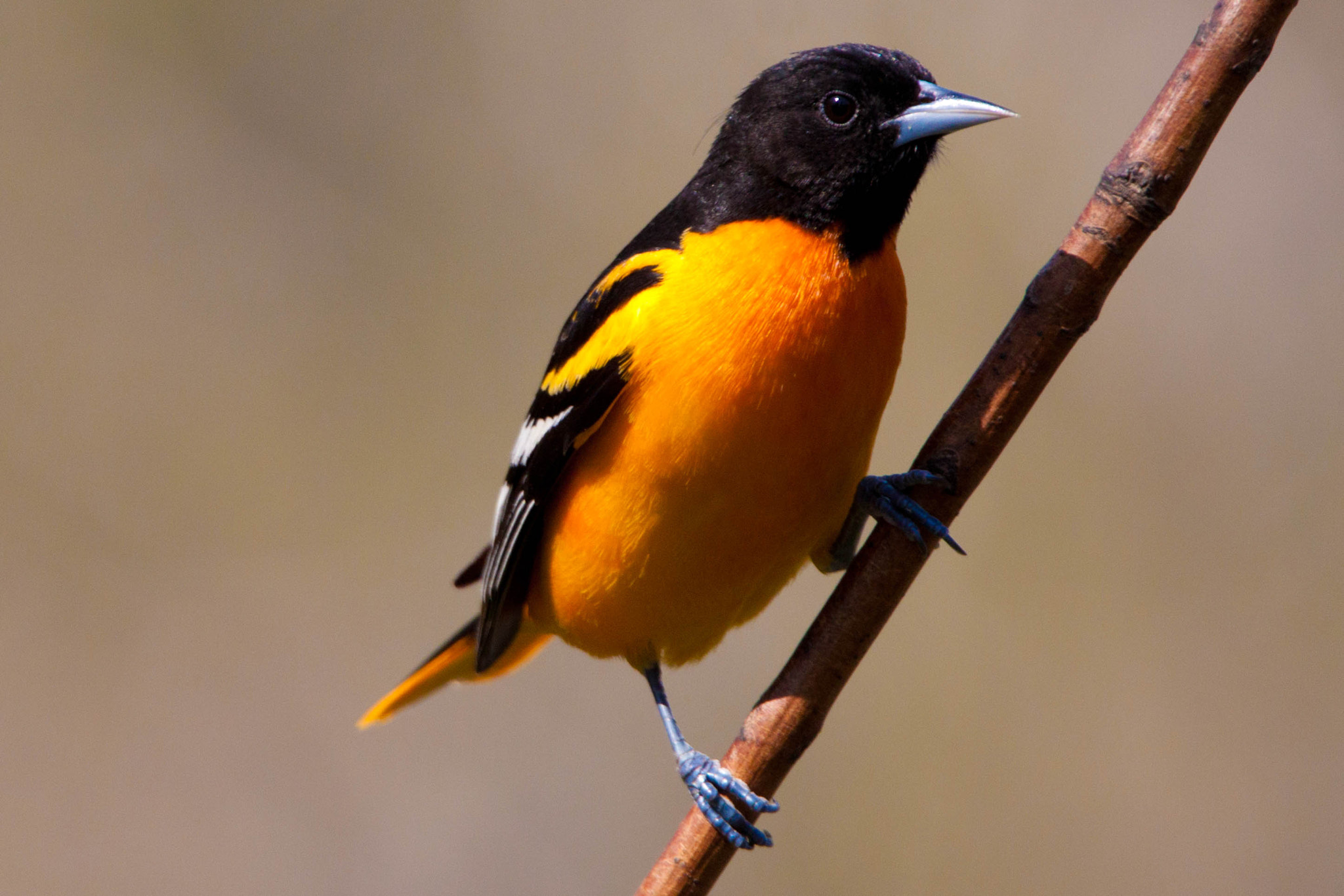 Tamron SP 150-600mm F5-6.3 Di VC USD sample photo. Baltimore oriole photography