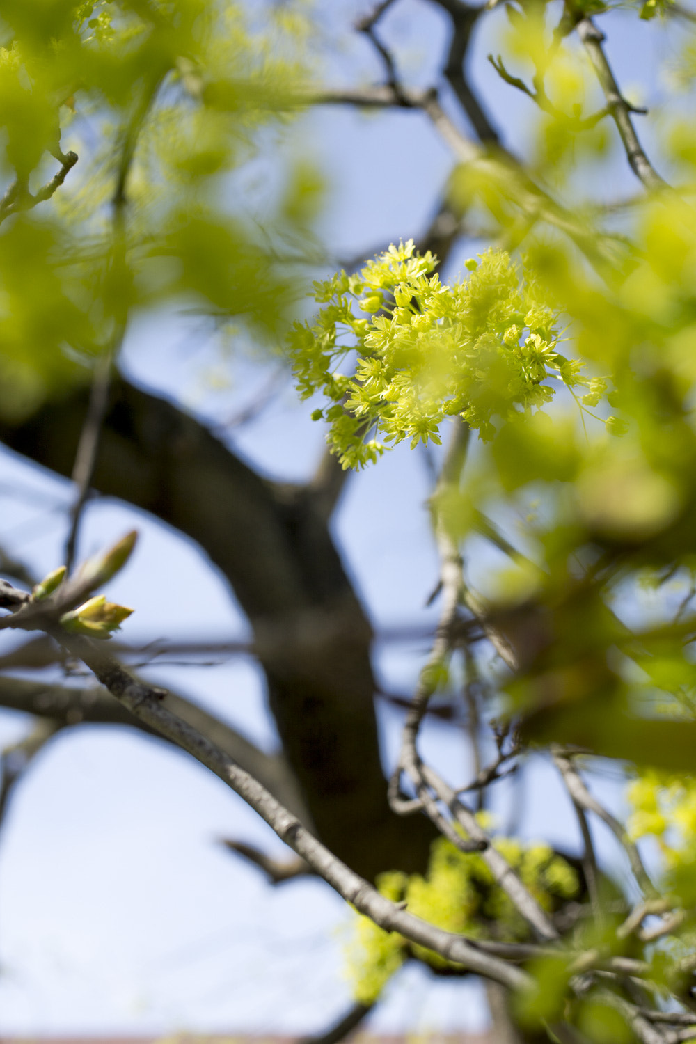 Sony a6000 + Canon EF 50mm F2.5 Macro sample photo. The daily percyscope 031 photography