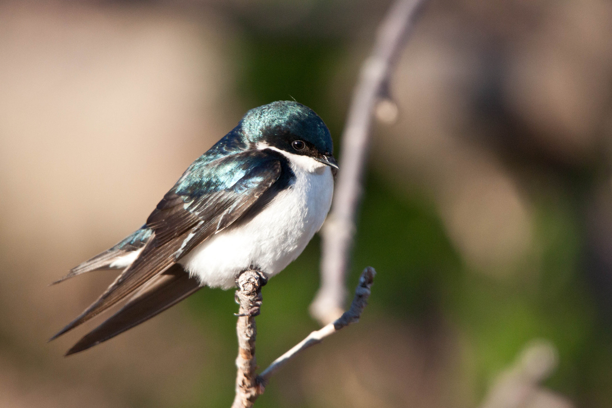 Tamron SP 150-600mm F5-6.3 Di VC USD sample photo. Blue & white swallow photography