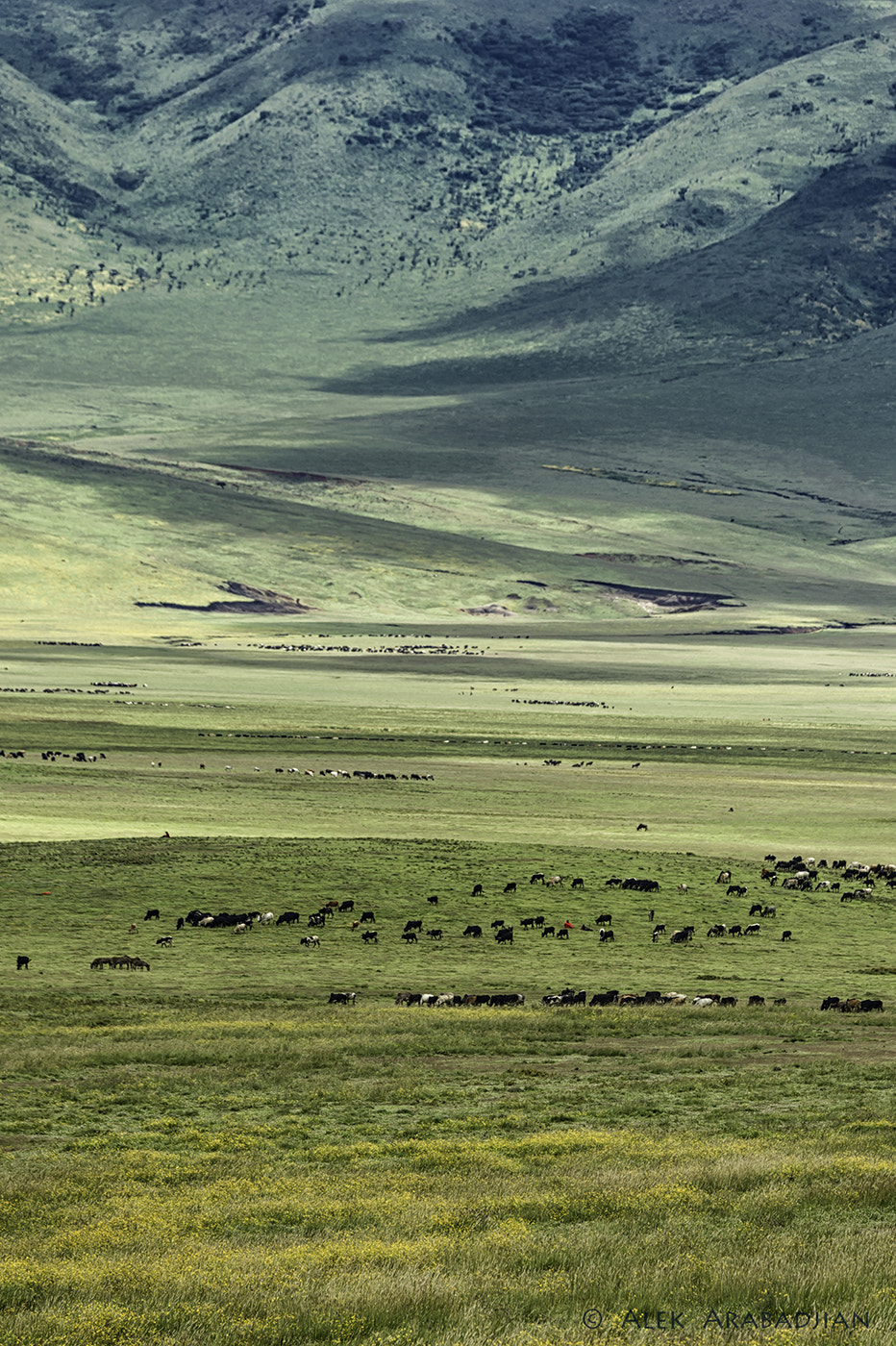 Nikon D4S sample photo. Serengeti photography