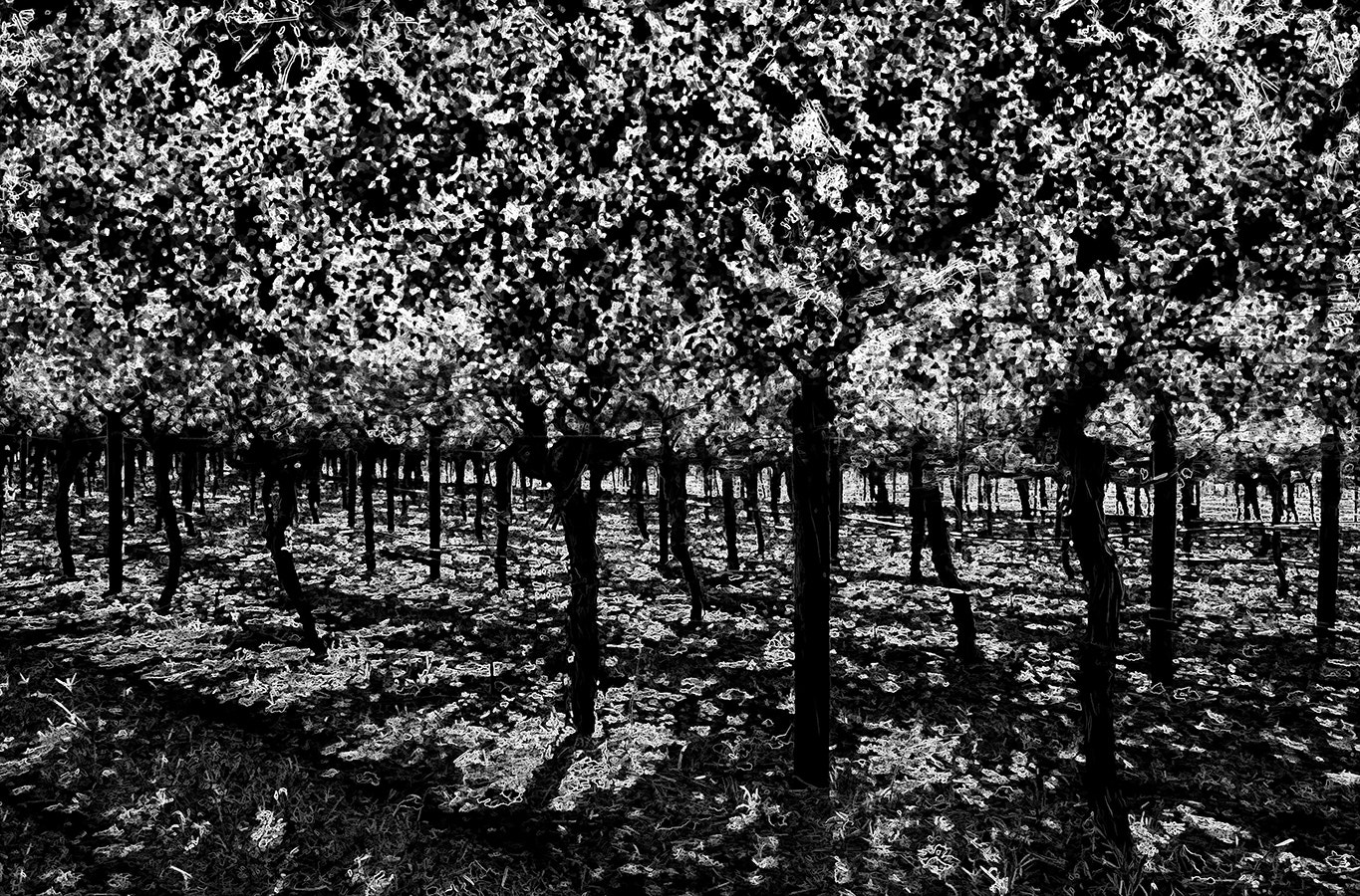 Canon EF-S 18-135mm F3.5-5.6 IS STM sample photo. Abstract vines photography