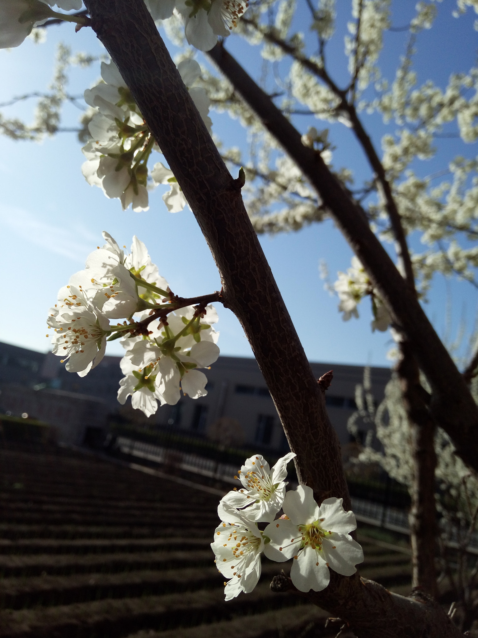 vivo X6L sample photo. 花 photography