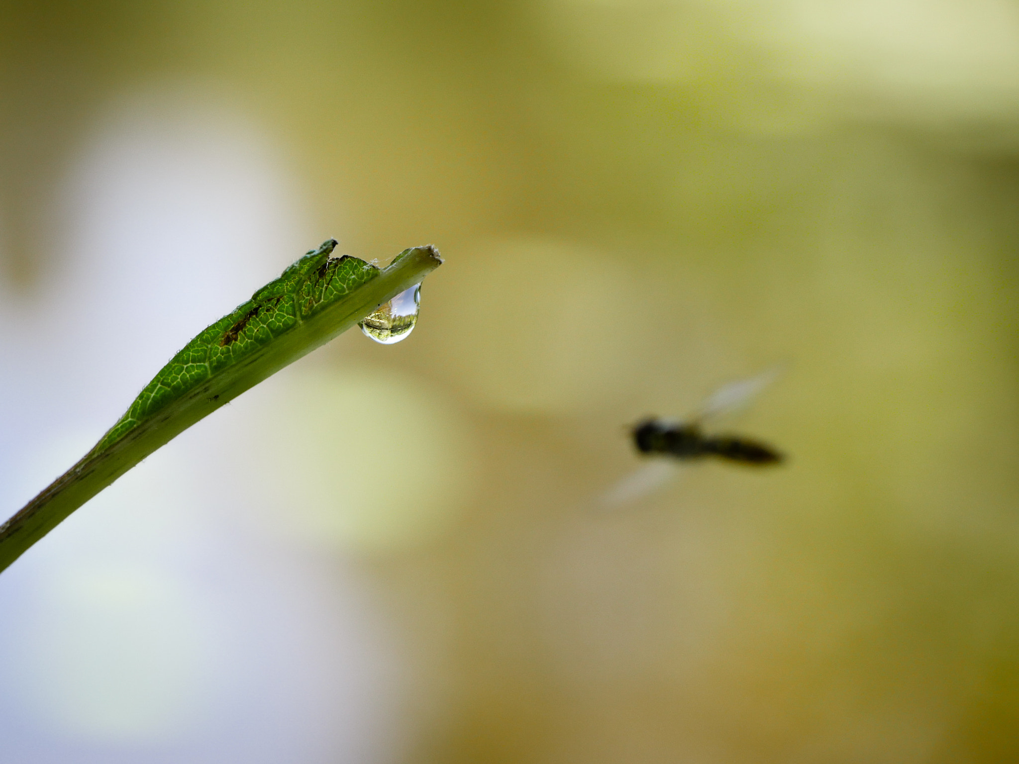 Panasonic Leica DG Macro-Elmarit 45mm F2.8 ASPH OIS sample photo. More than one way to see a lake photography