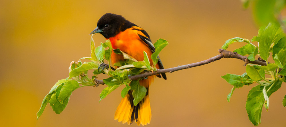 Sigma 150-600mm F5-6.3 DG OS HSM | C sample photo. The baltimore oriole photography