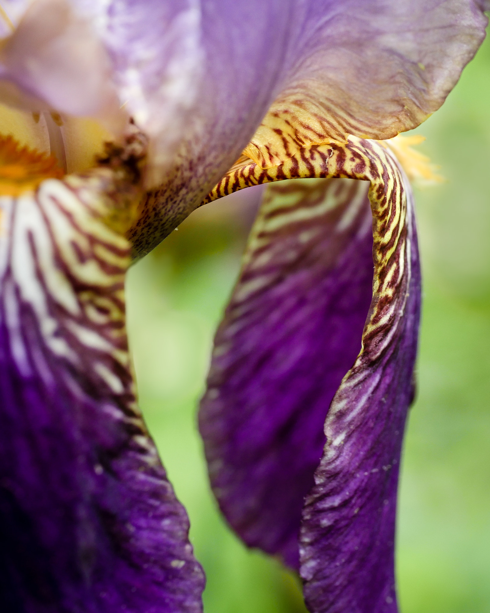 Panasonic Leica DG Macro-Elmarit 45mm F2.8 ASPH OIS sample photo. Pruple iris photography