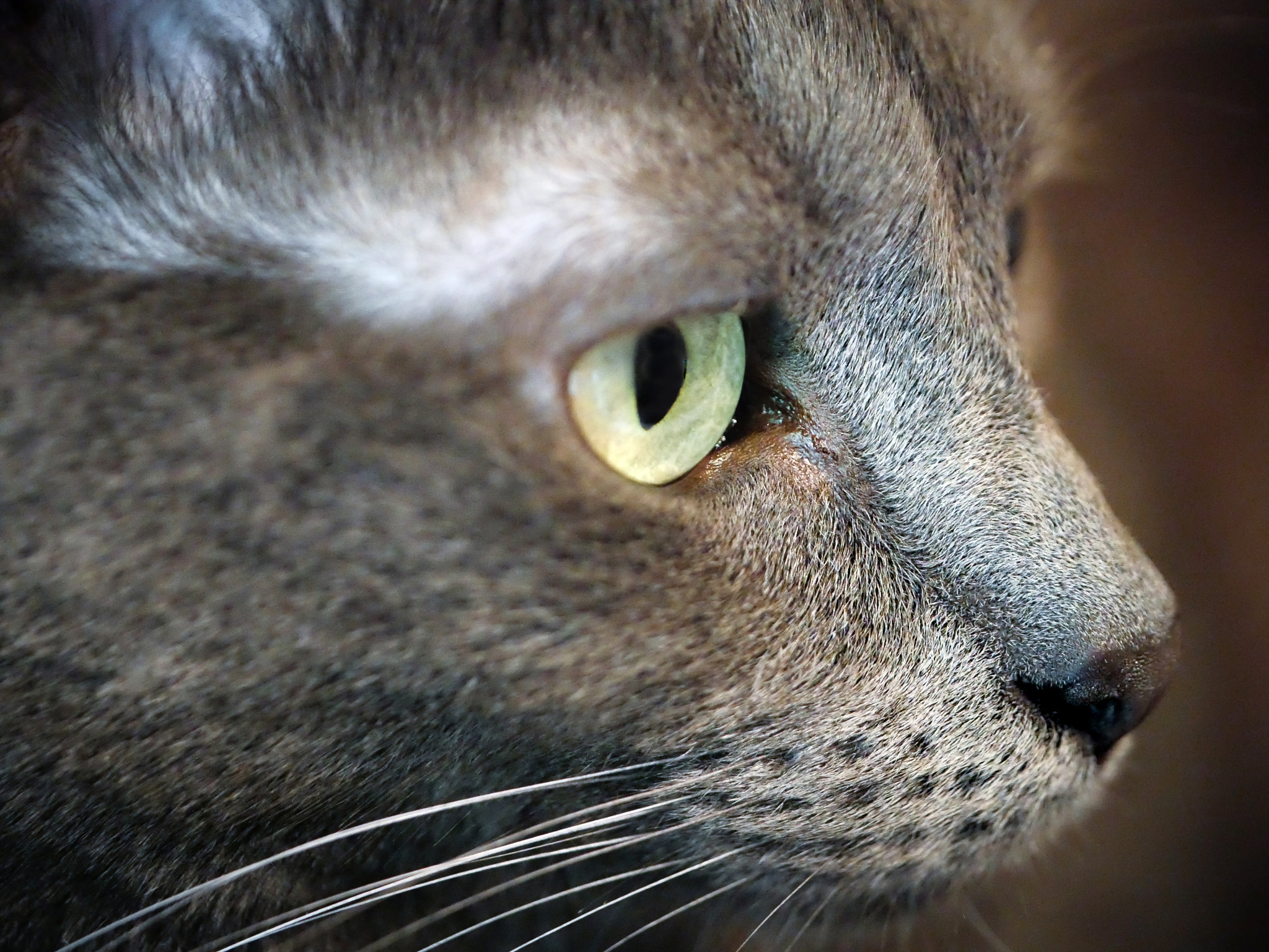 Panasonic Leica DG Macro-Elmarit 45mm F2.8 ASPH OIS sample photo. Doodle's eye photography