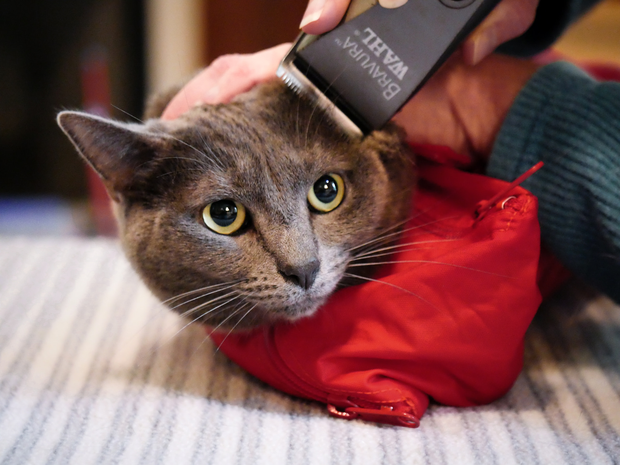 Panasonic Leica DG Macro-Elmarit 45mm F2.8 ASPH OIS sample photo. Cat sack shave photography