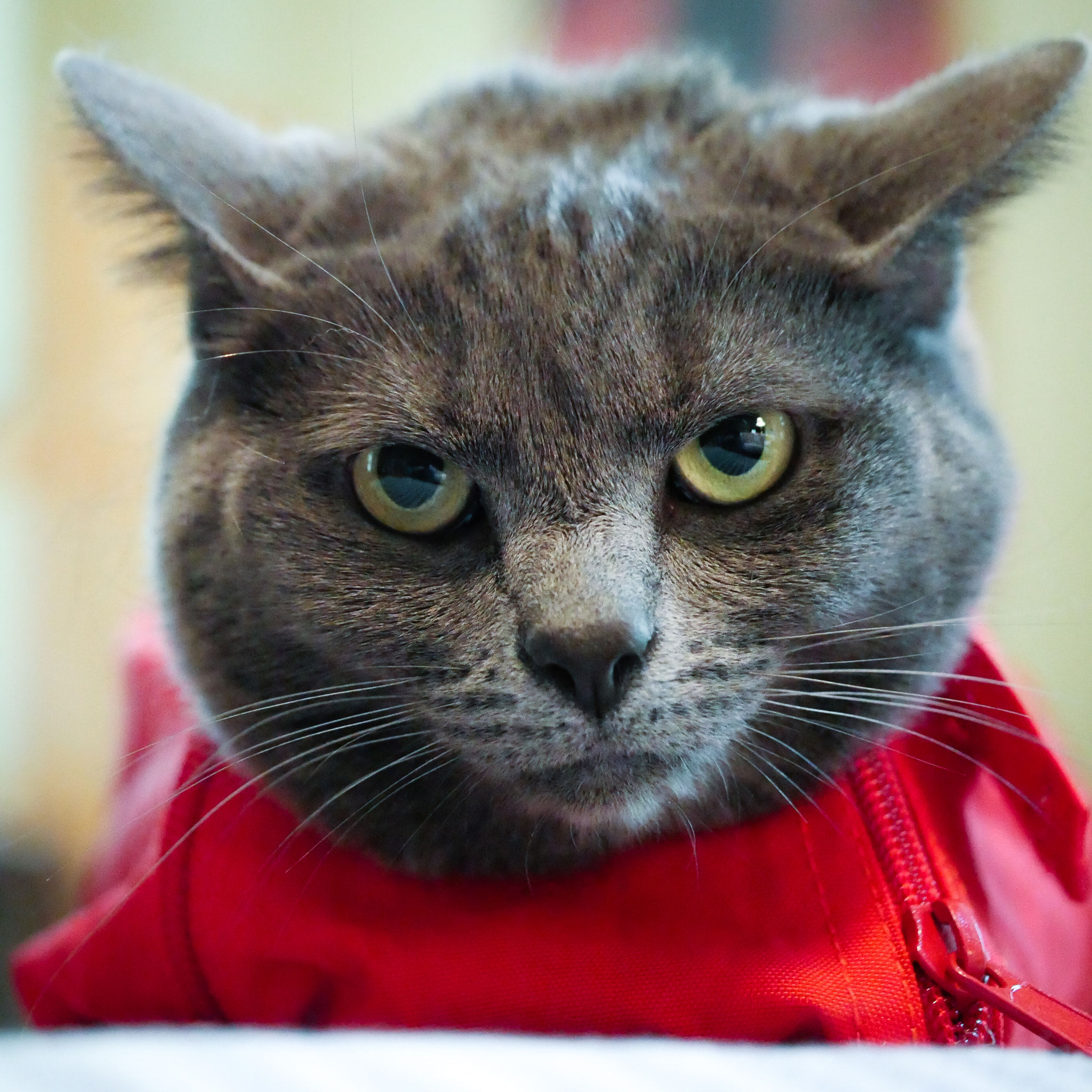 Panasonic Leica DG Macro-Elmarit 45mm F2.8 ASPH OIS sample photo. Angry cat photography