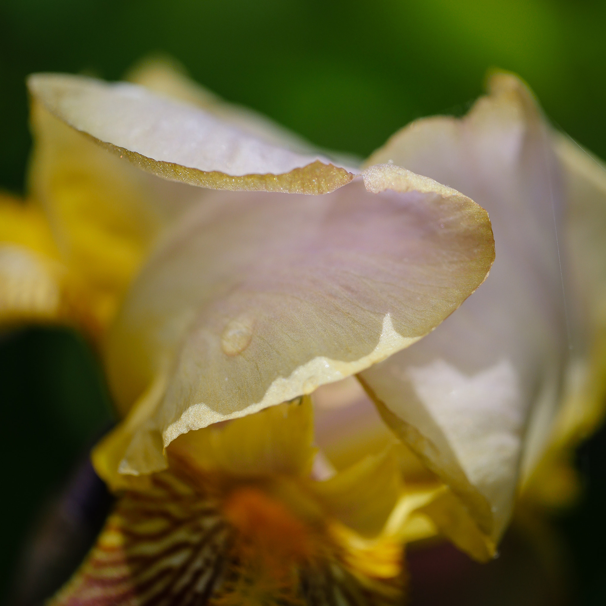 Panasonic Leica DG Macro-Elmarit 45mm F2.8 ASPH OIS sample photo. Iris photography