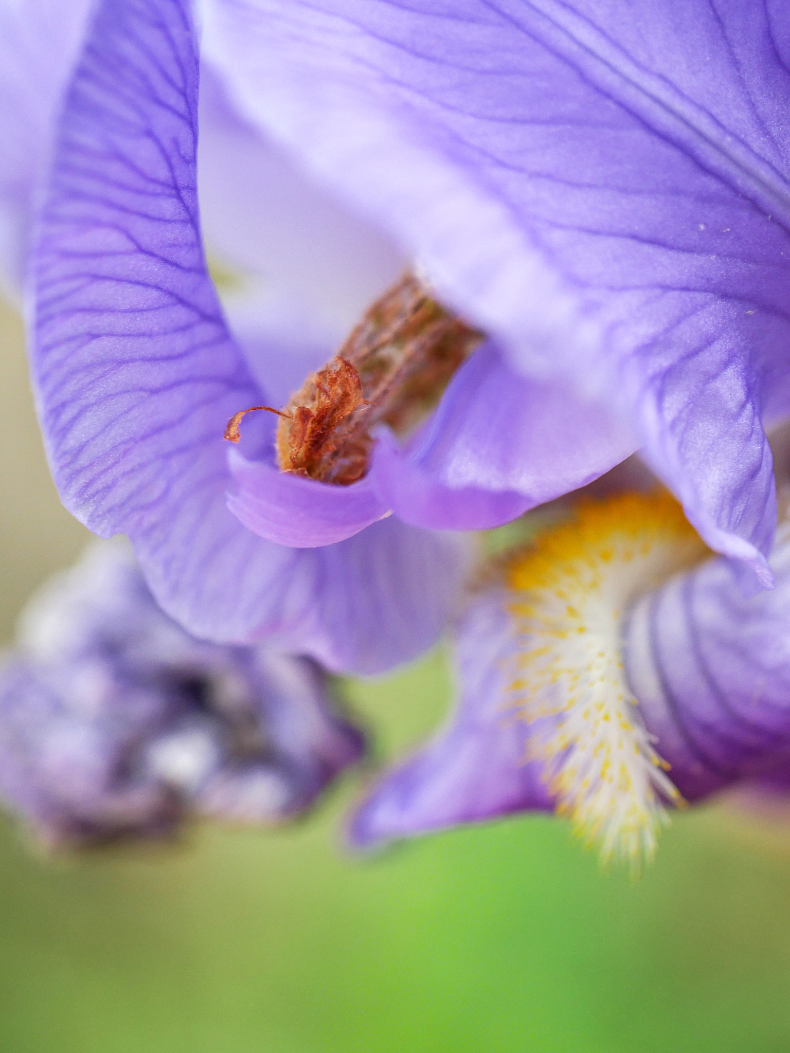 Panasonic Leica DG Macro-Elmarit 45mm F2.8 ASPH OIS sample photo. Iris photography