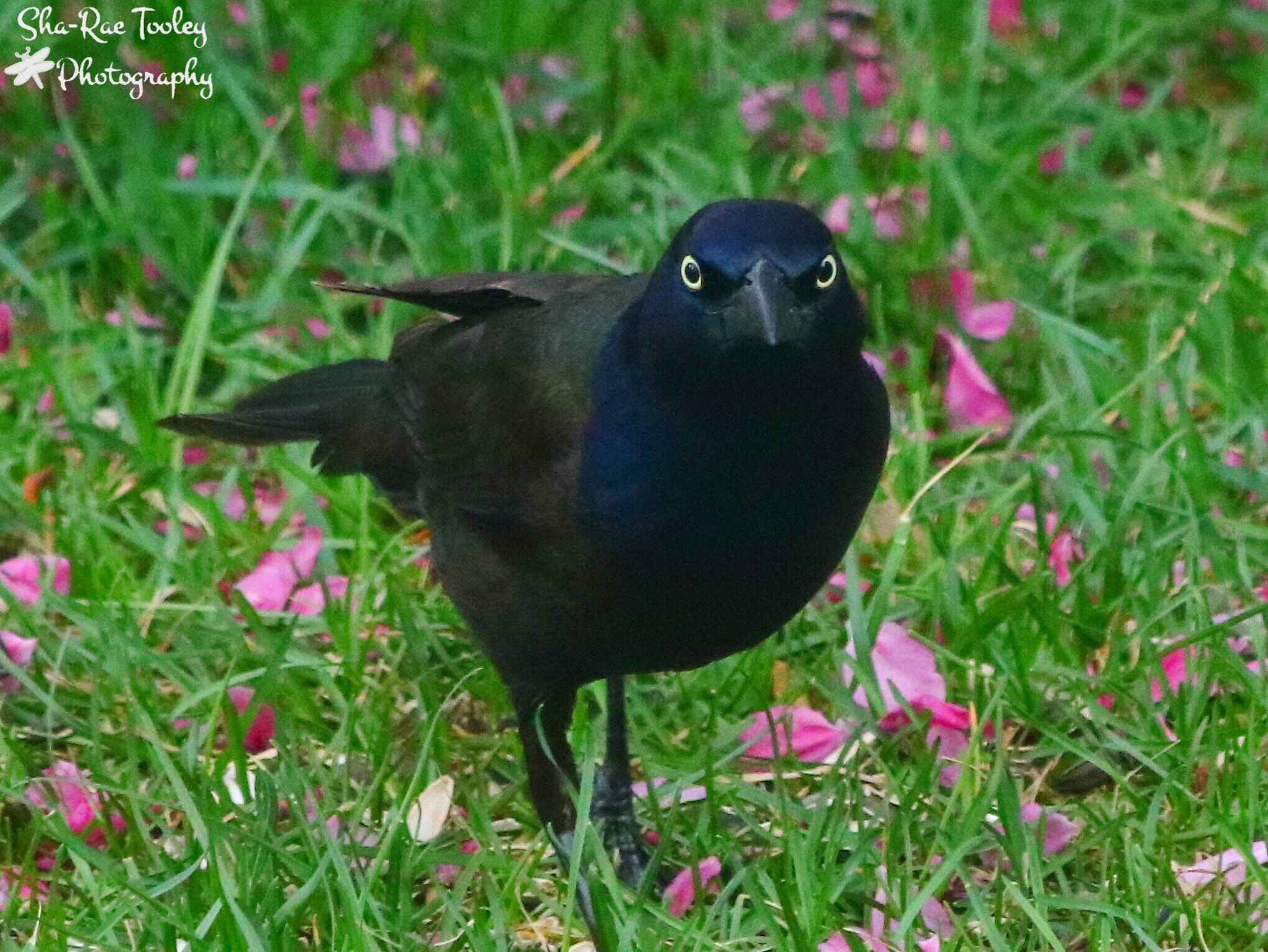 Canon EOS 750D (EOS Rebel T6i / EOS Kiss X8i) + Canon EF 70-300mm F4-5.6 IS USM sample photo. Common grackle photography