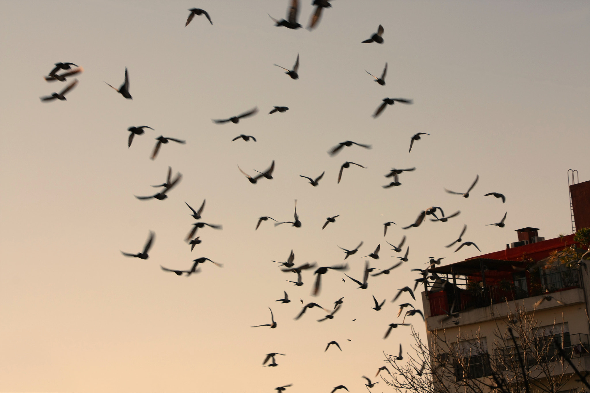 Canon EOS 450D (EOS Rebel XSi / EOS Kiss X2) sample photo. Let's make them birds photography