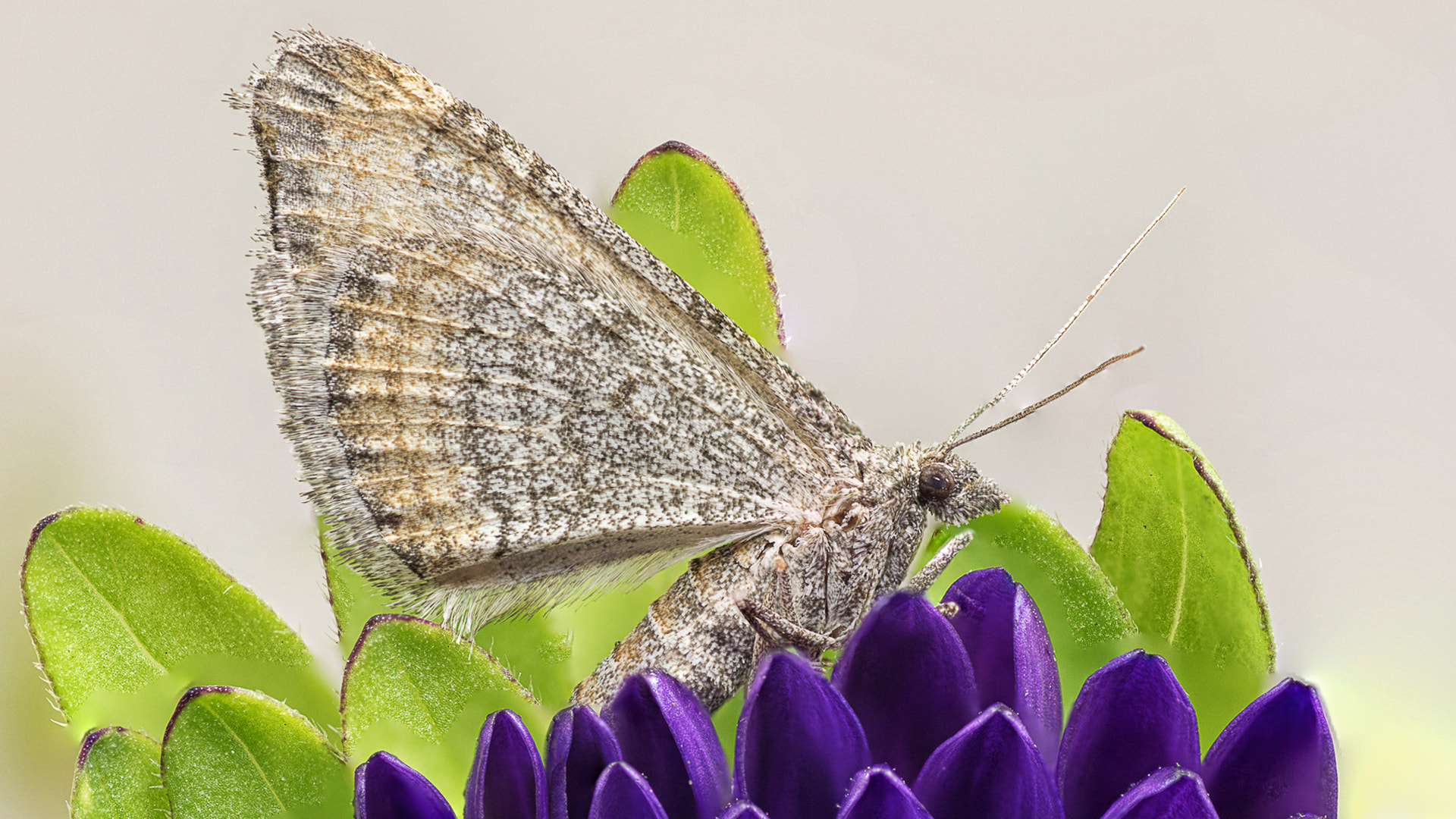 Tamron SP AF 90mm F2.8 Di Macro sample photo. Moth photography