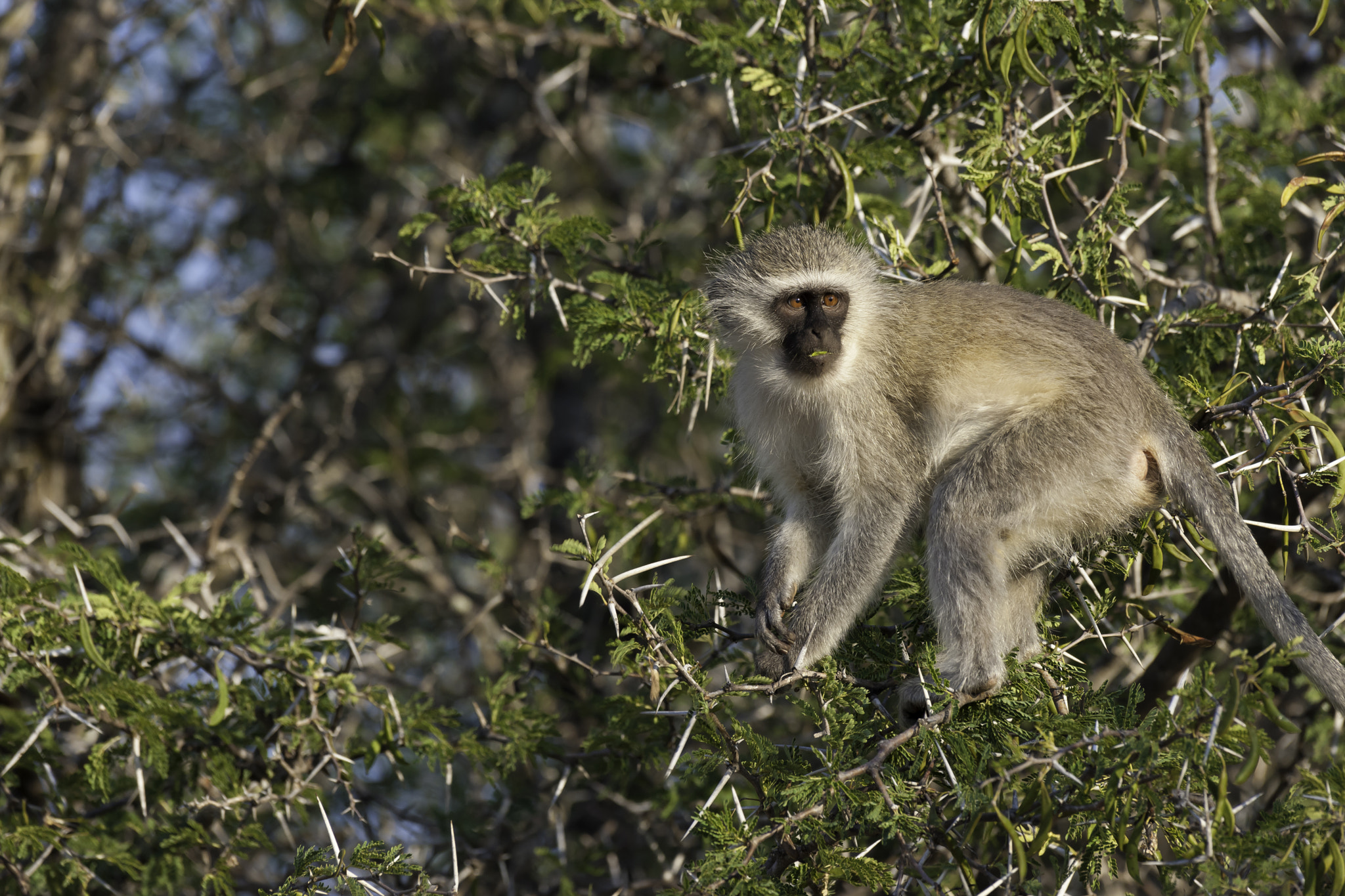 Nikon D3X sample photo. Thorny issues photography