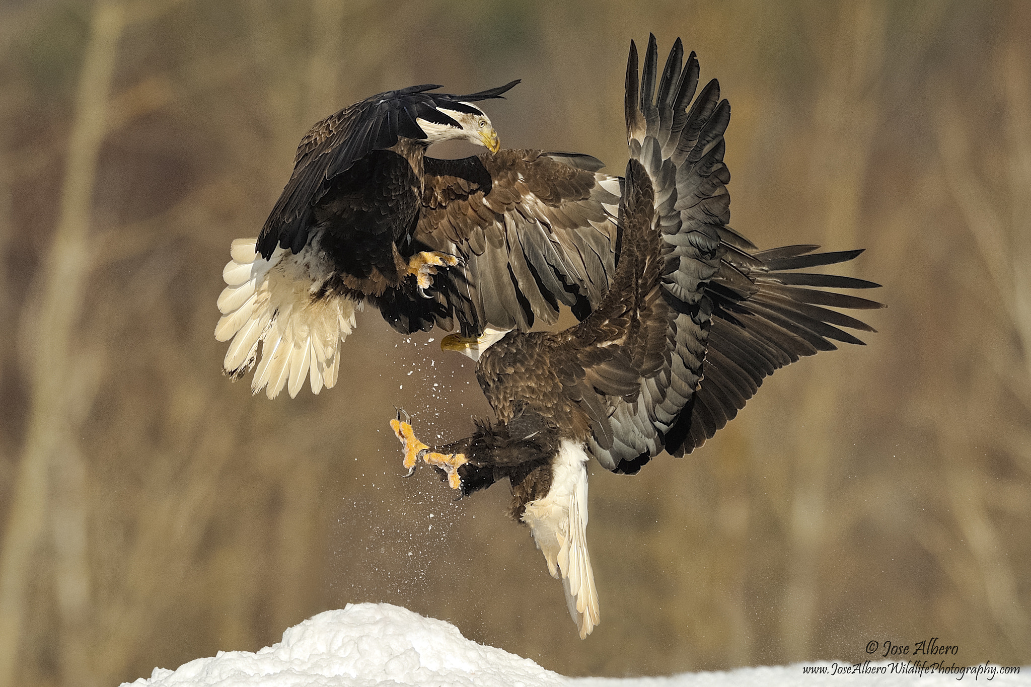 Nikon AF-S Nikkor 500mm F4D ED-IF II sample photo. It takes 2 to tango photography