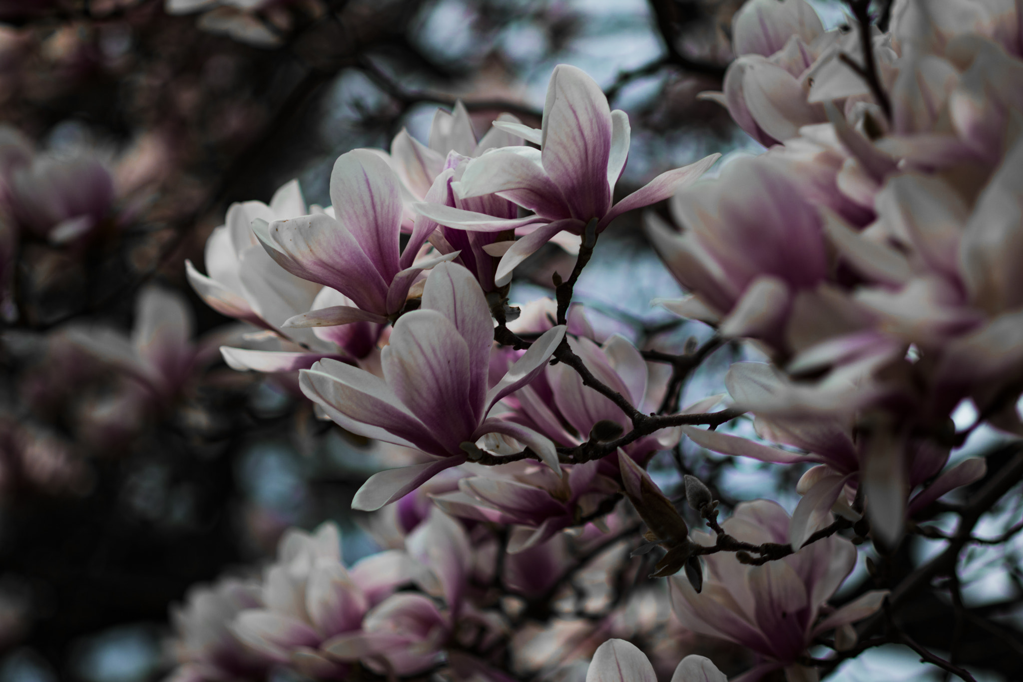 Canon EOS 760D (EOS Rebel T6s / EOS 8000D) + Canon EF 100mm F2.8 Macro USM sample photo. Flower blossoms photography