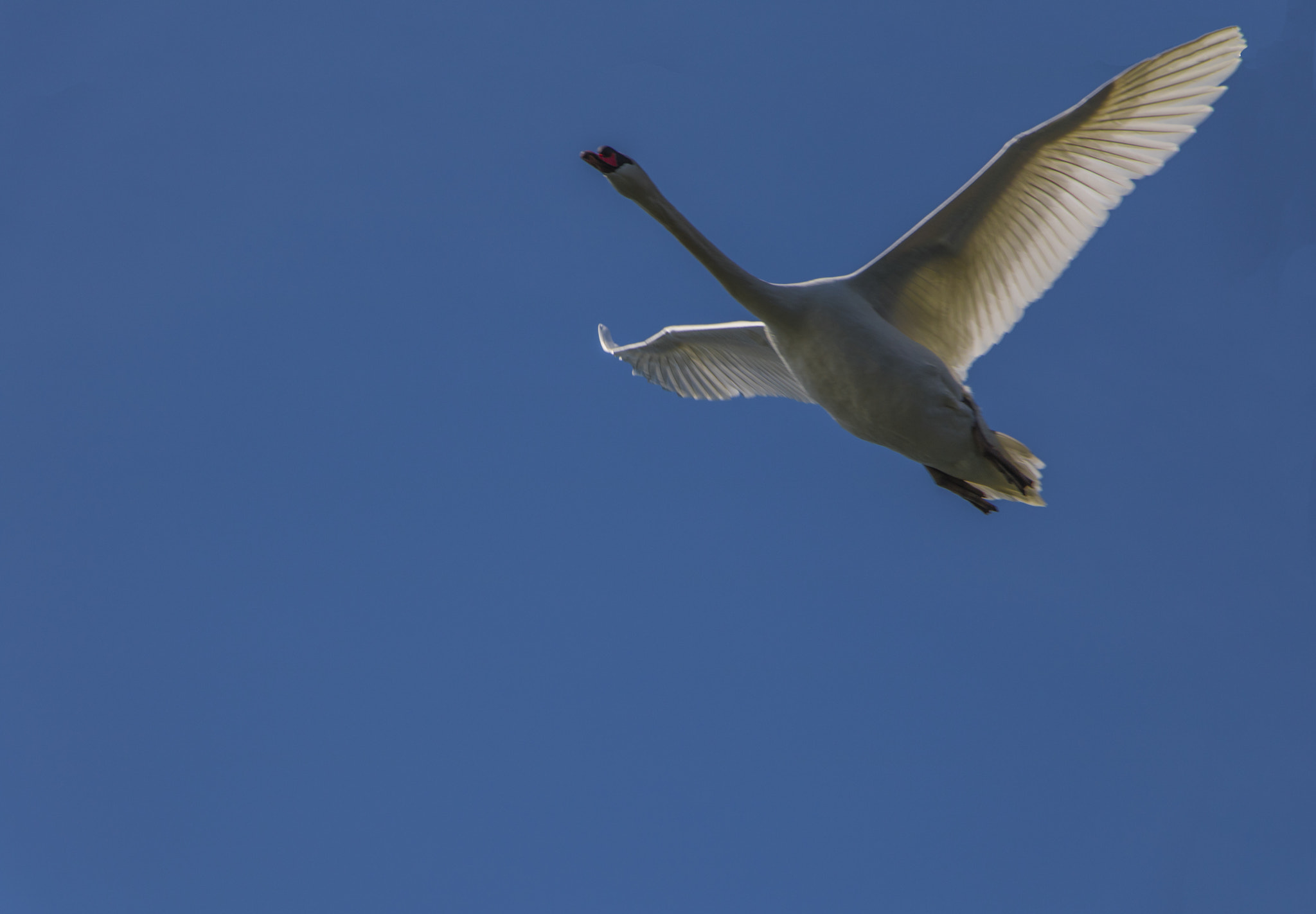 Canon EF-S 18-135mm F3.5-5.6 IS STM sample photo. Swan photography