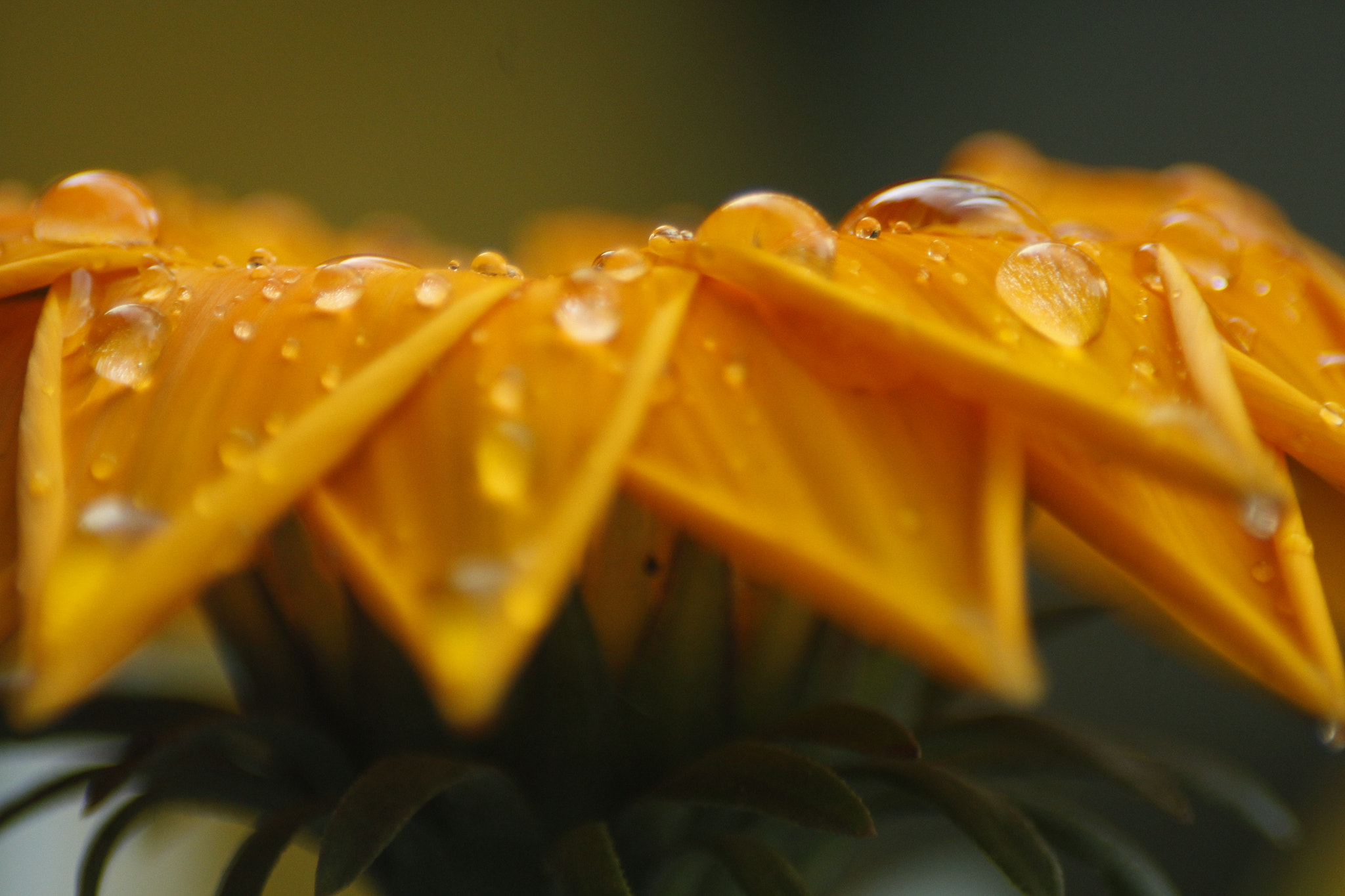 Sigma 70-300mm F4-5.6 APO DG Macro sample photo. Drops... photography