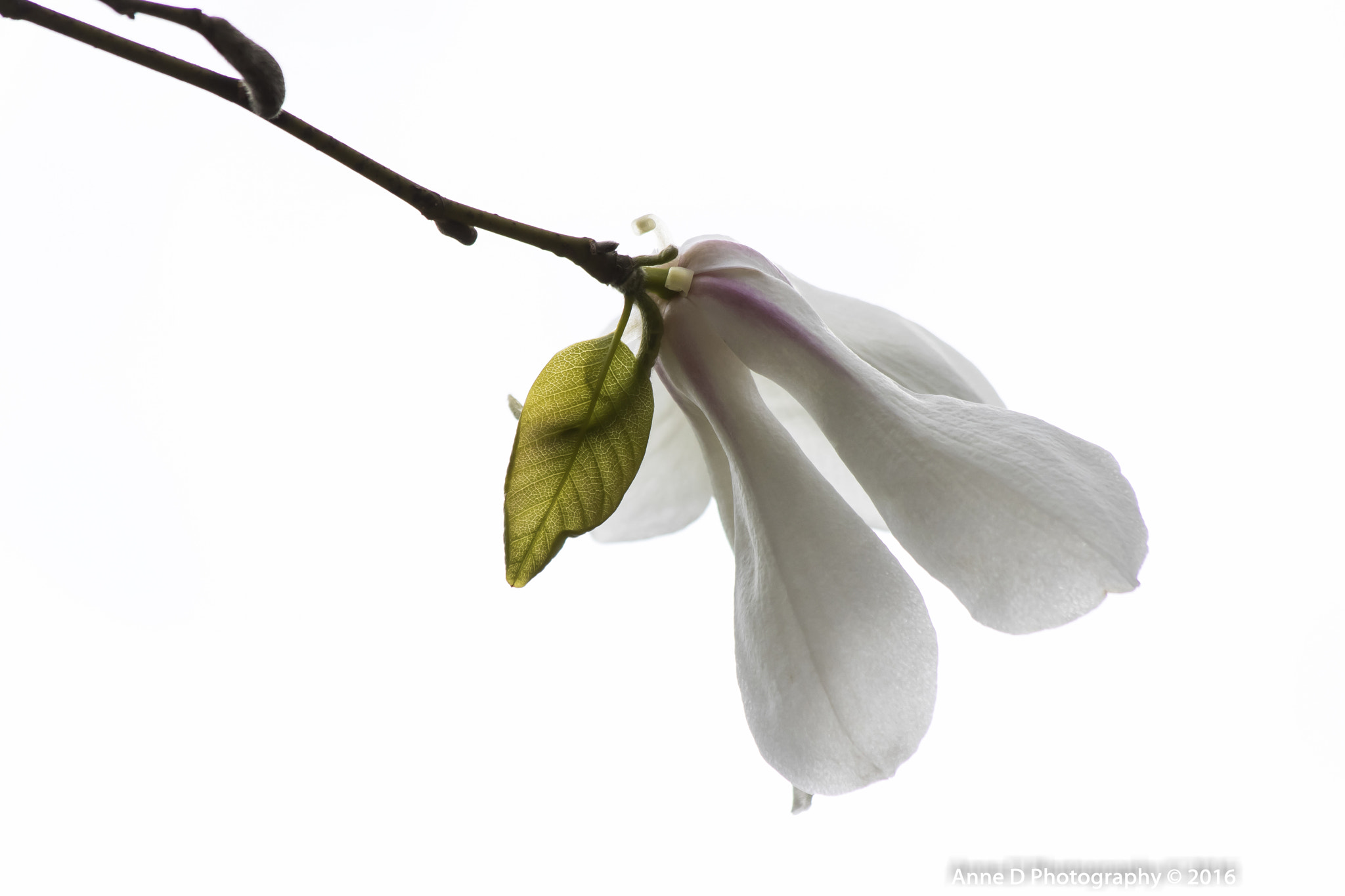 Canon EOS 750D (EOS Rebel T6i / EOS Kiss X8i) sample photo. White elegance photography