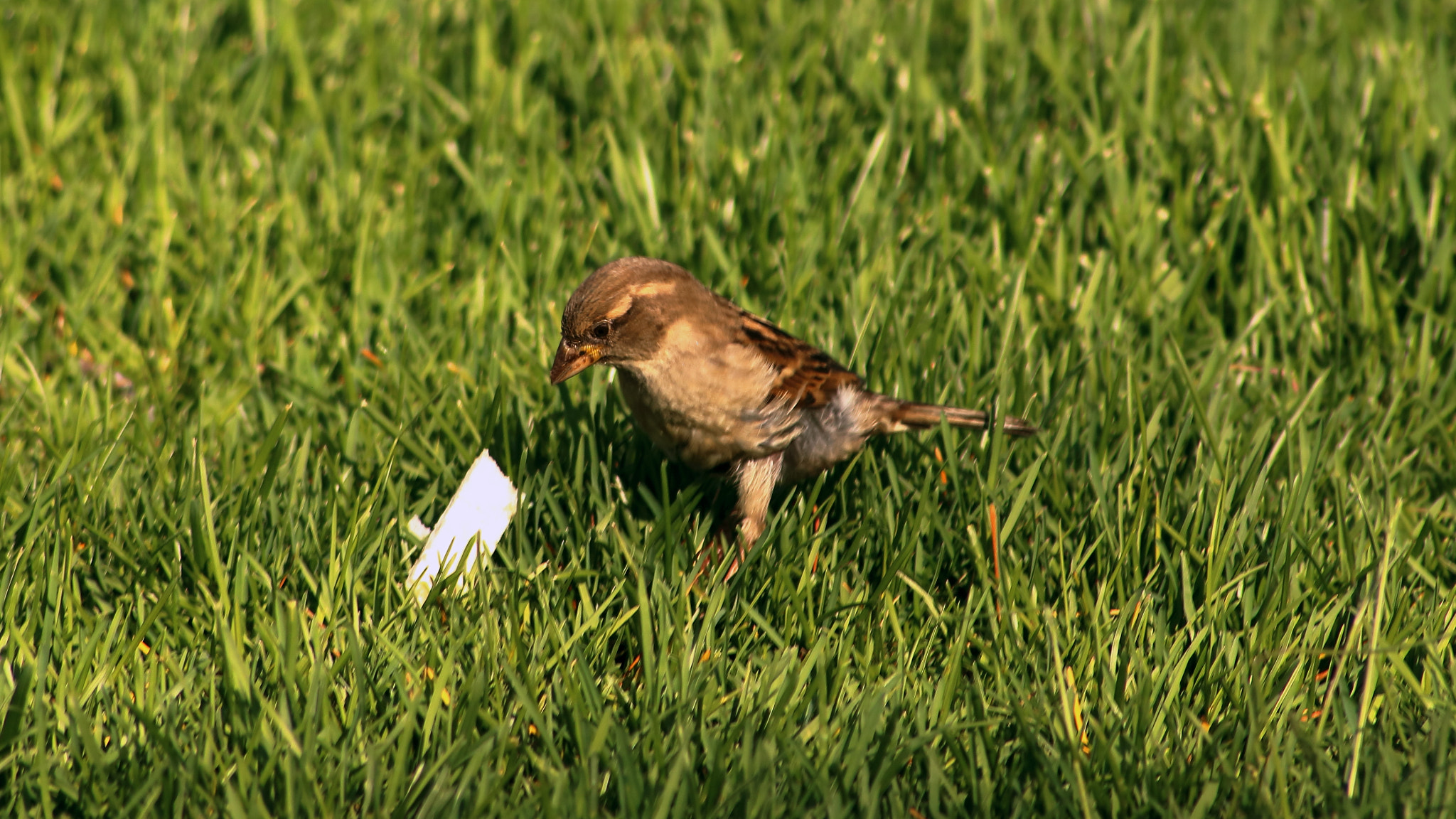 Canon EOS 750D (EOS Rebel T6i / EOS Kiss X8i) sample photo. Bird in the grass photography