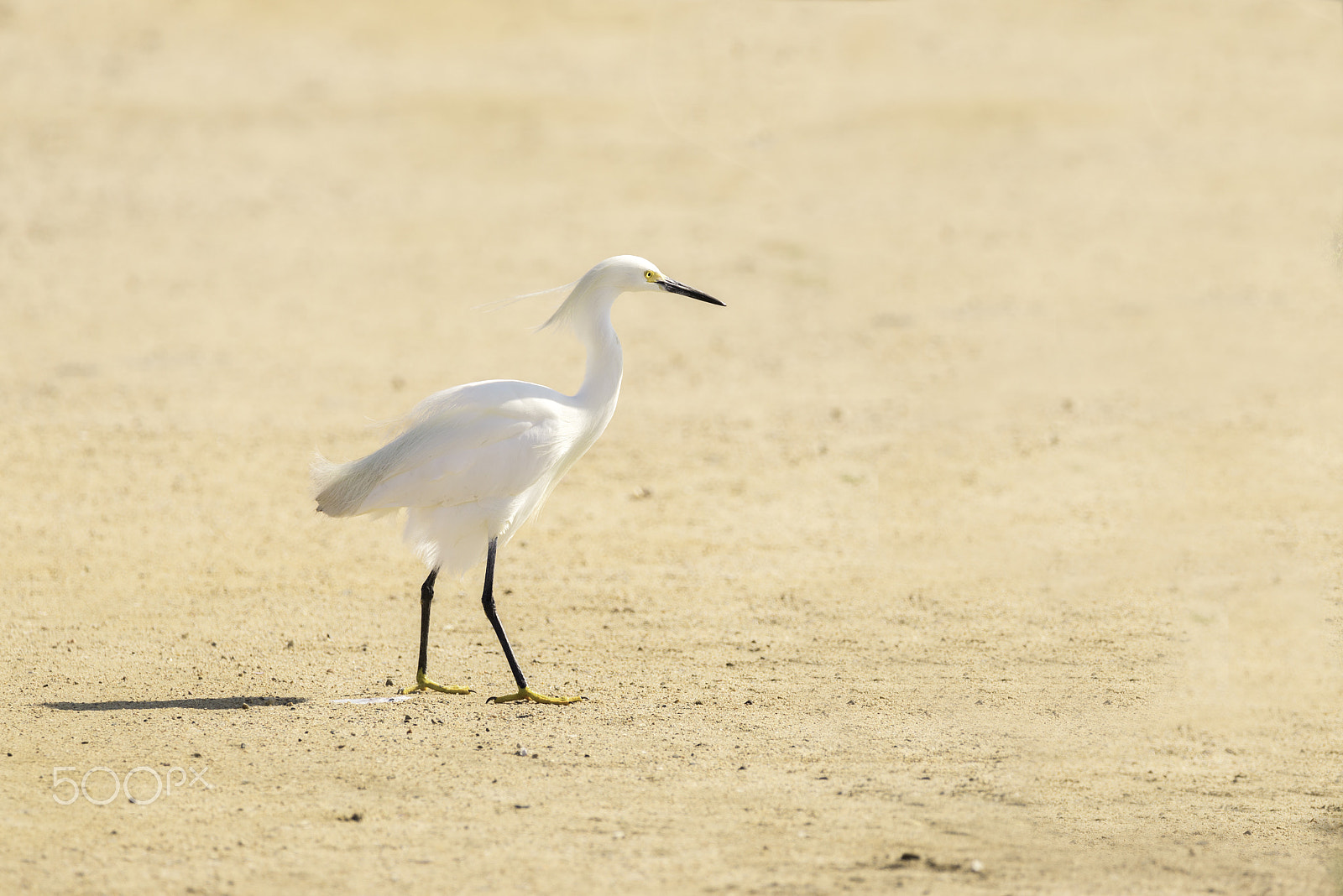 Sigma 150-600mm F5-6.3 DG OS HSM | C sample photo. Snowy egret photography