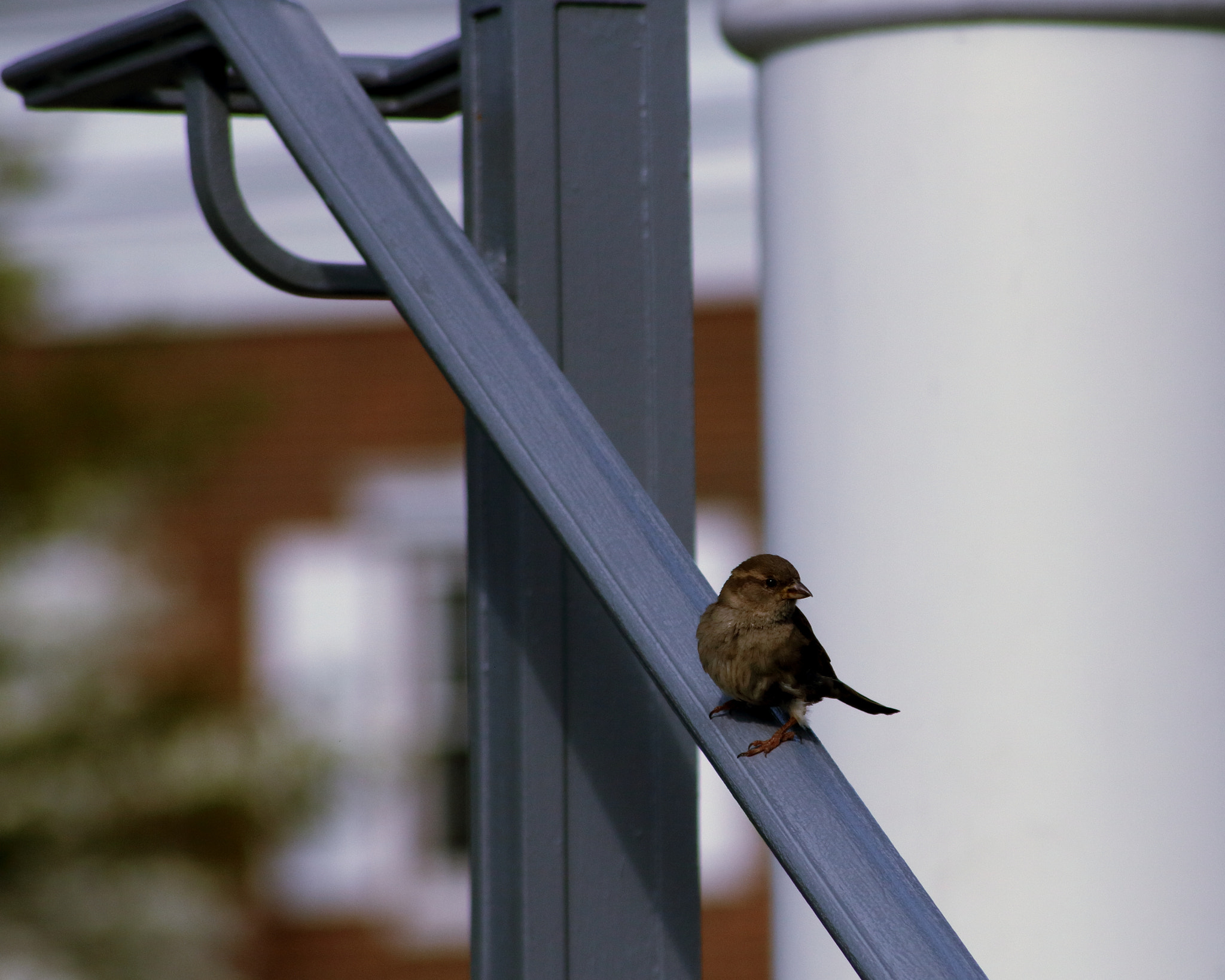 Canon EOS 750D (EOS Rebel T6i / EOS Kiss X8i) + Sigma 50-200mm F4-5.6 DC OS HSM sample photo. Bird on the railing photography