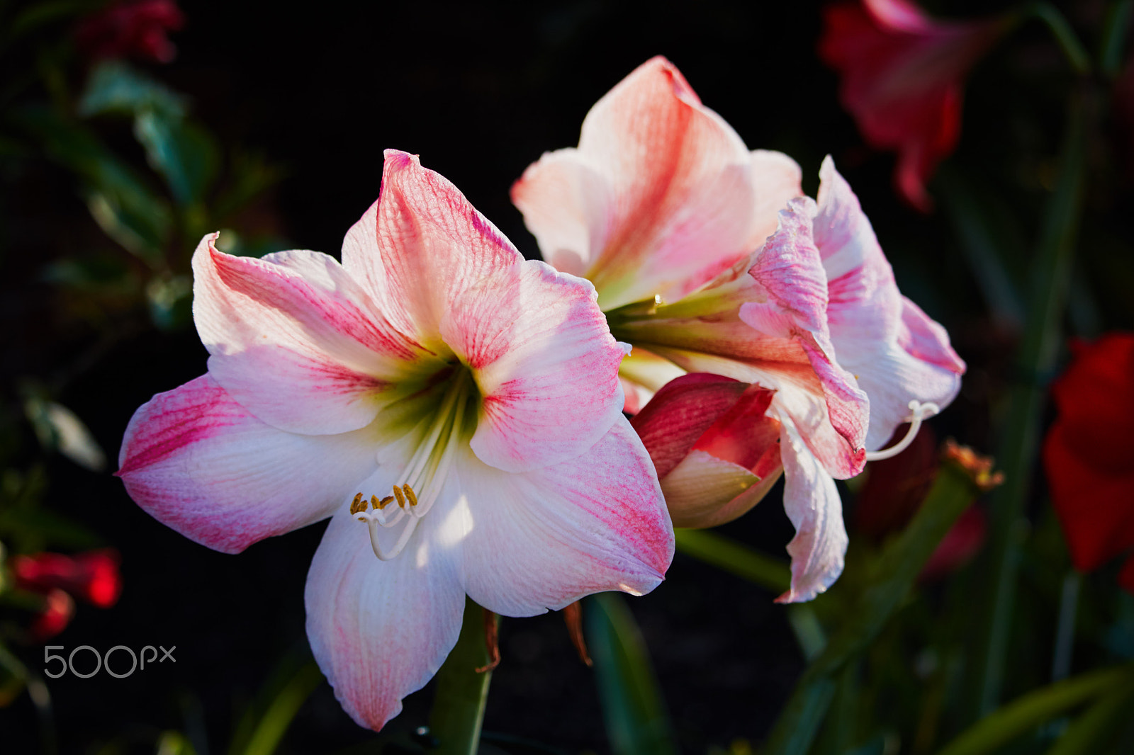 Canon EF-S 55-250mm F4-5.6 IS STM sample photo. May daylilies i photography
