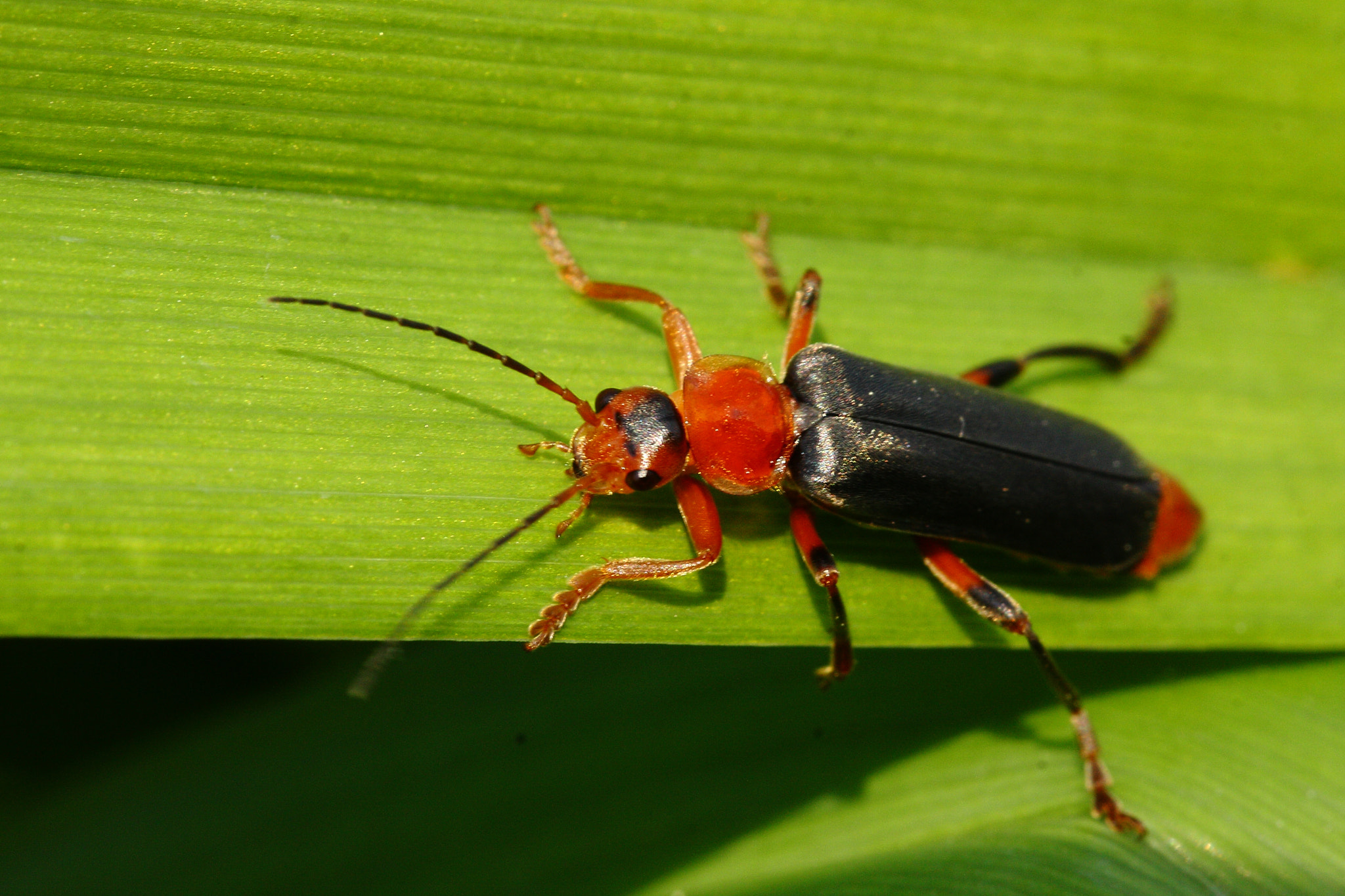 Sigma 105mm F2.8 EX DG OS HSM sample photo. Beetle photography