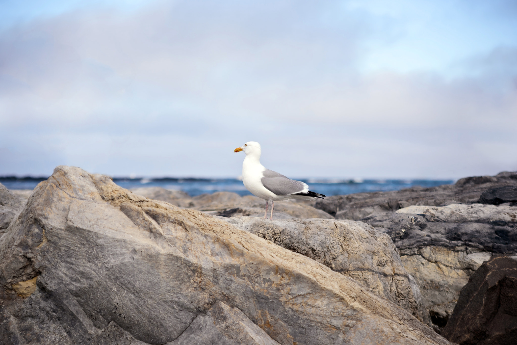 Nikon D750 + AF Zoom-Nikkor 35-135mm f/3.5-4.5 N sample photo. Seagull photography