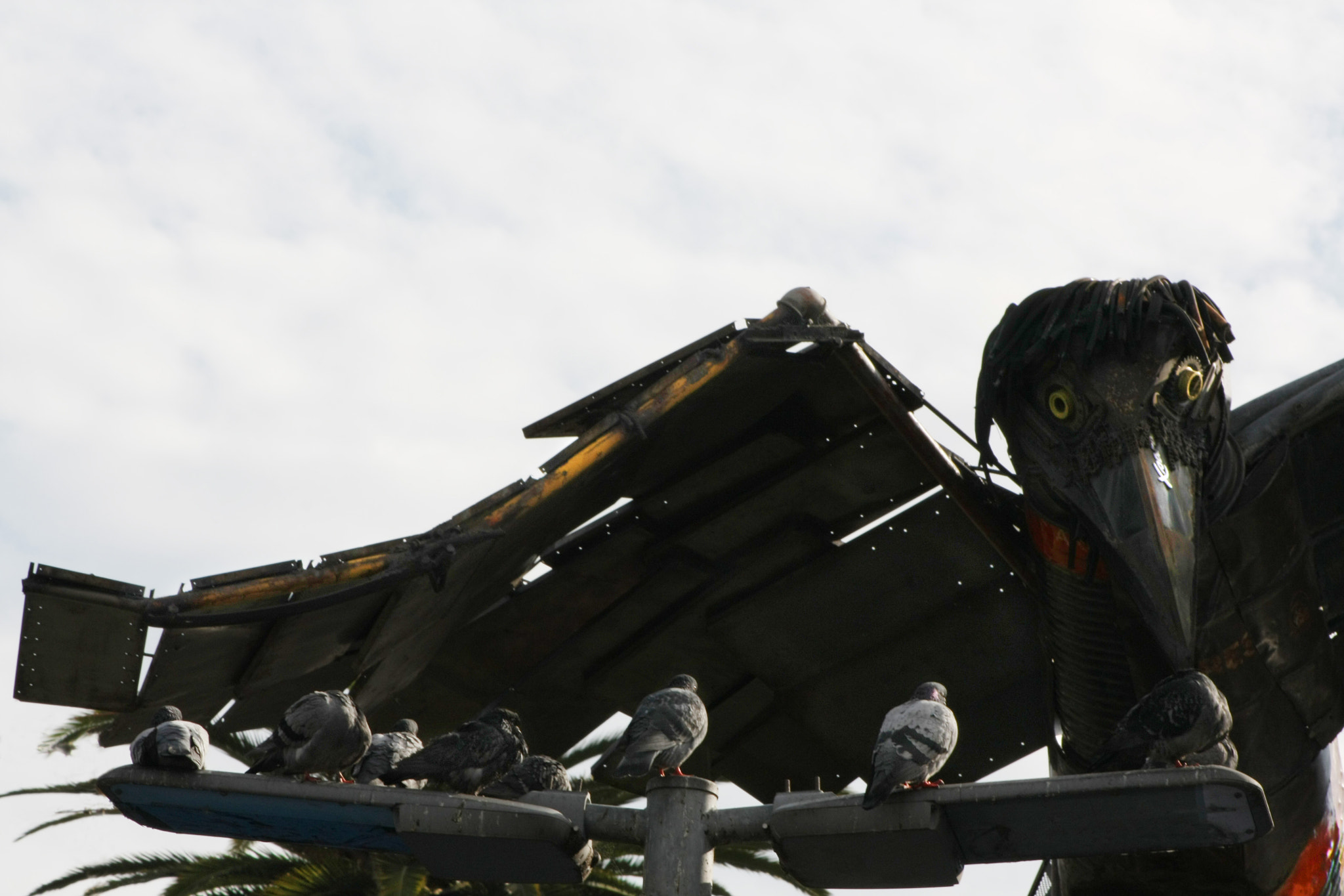 Canon EOS 450D (EOS Rebel XSi / EOS Kiss X2) sample photo. Under my wing photography