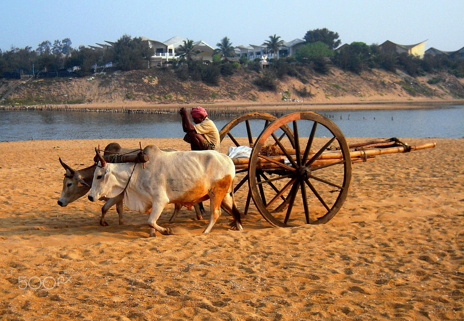 Nikon Coolpix S600 sample photo. Cow cart photography