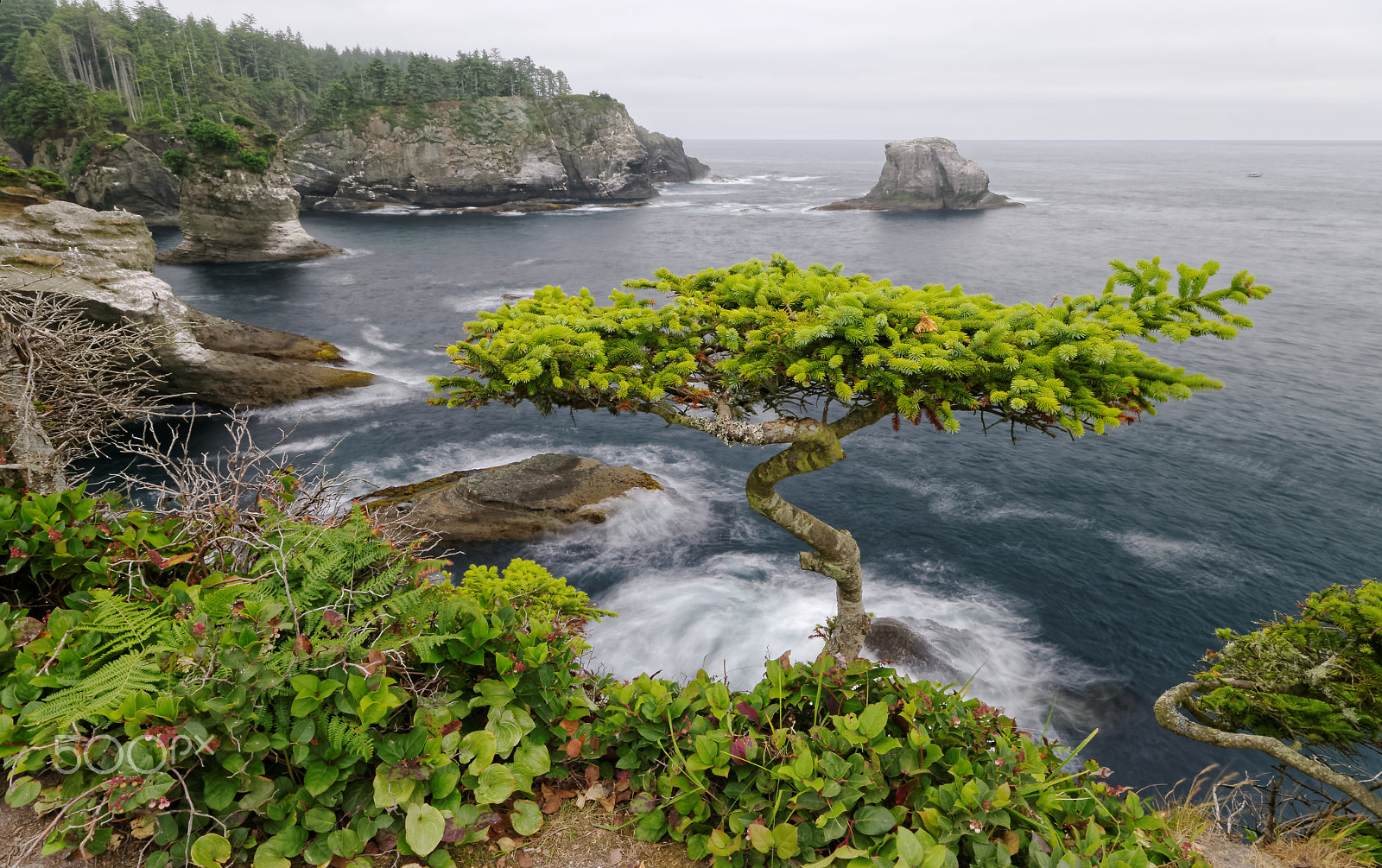 Pentax K20D + Tamron 35-90mm F4 AF sample photo. T-shaped tree over cold pacific ocean under overcast sky photography