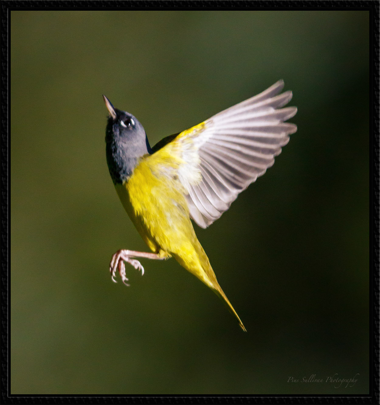 Canon EF 400mm F4 DO IS II USM sample photo. Macgillivray's warbler photography