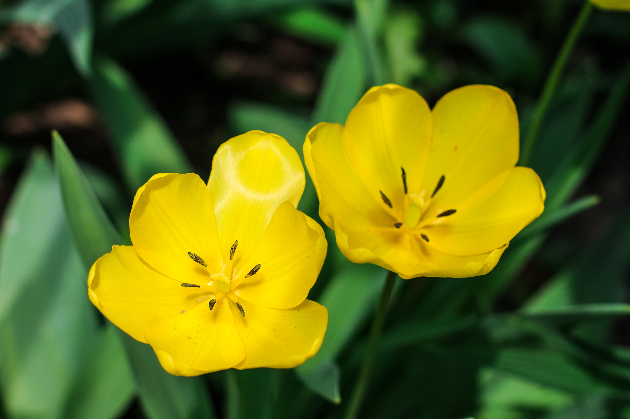 Canon EOS 700D (EOS Rebel T5i / EOS Kiss X7i) + Canon EF 50mm F1.4 USM sample photo. Tulips photography