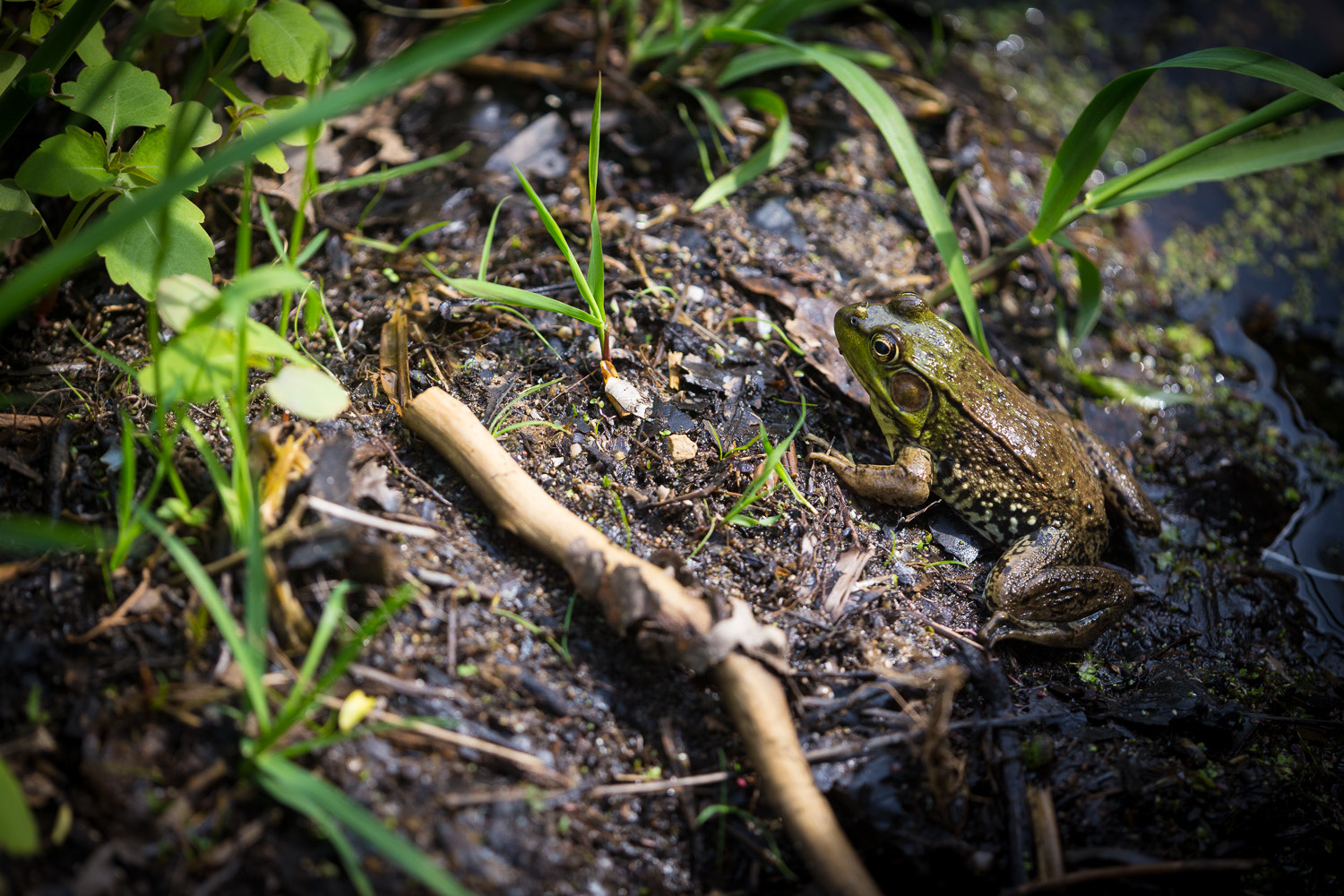 Canon EF 180mm F3.5L Macro USM sample photo. Frog photography