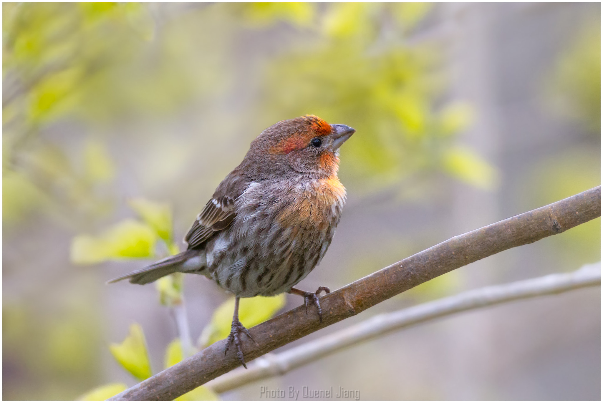 Canon EOS 7D + Canon EF 600mm f/4L IS sample photo. House finch photography