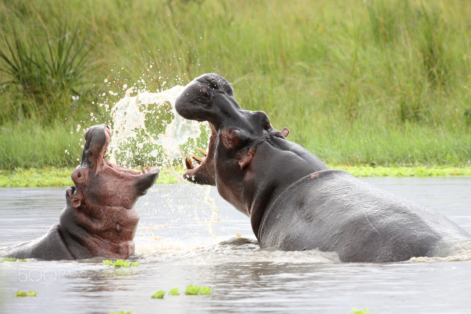 Canon EOS 50D + Canon EF 100-400mm F4.5-5.6L IS USM sample photo. Fighting hippos photography