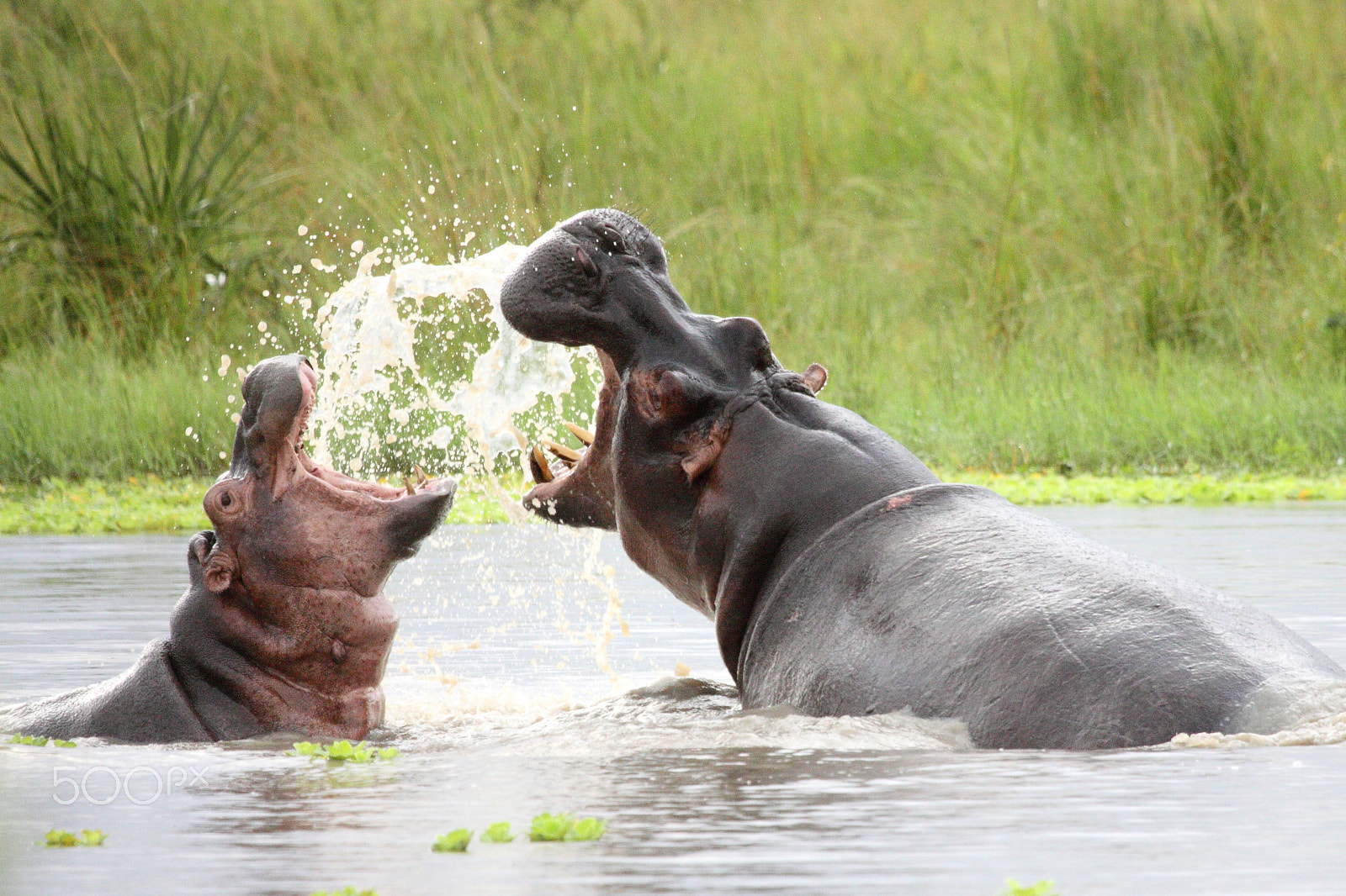 Canon EF 100-400mm F4.5-5.6L IS USM sample photo. Fighting hippos photography