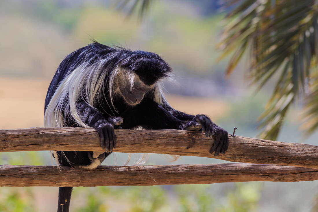 Canon EOS 6D + Canon EF 400mm F5.6L USM sample photo. Very tired monkey photography